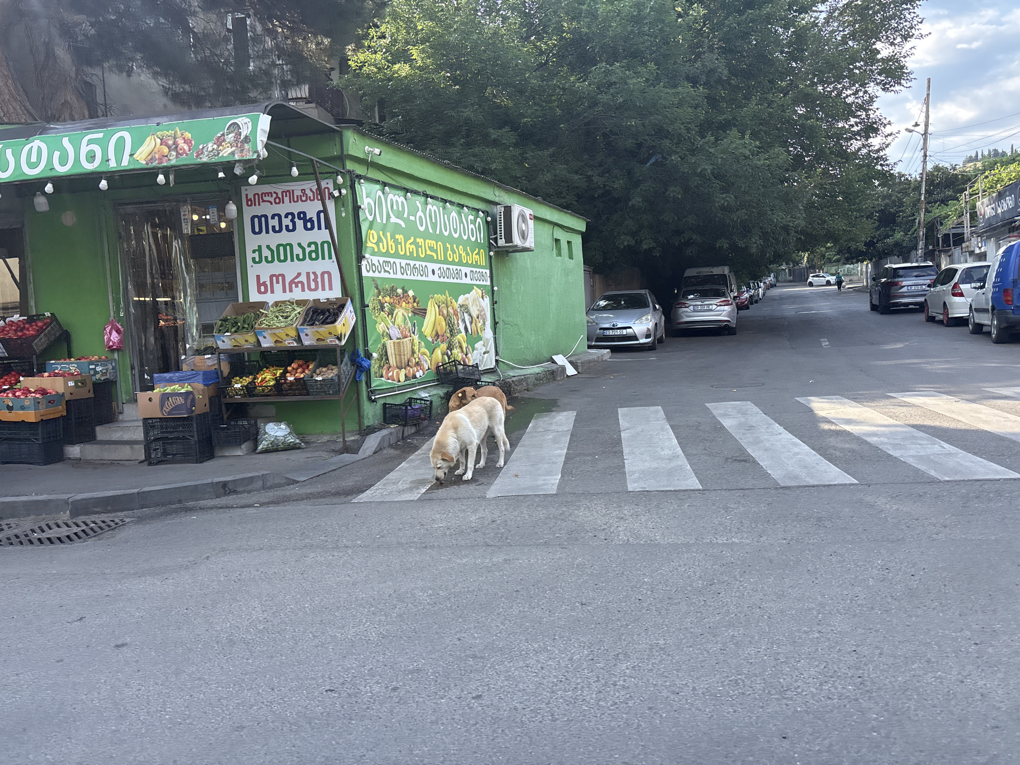 In Tbilisi, Georgia, on a street with parked cars lining the right side and a green market stall on the left, two dogs are standing on a pedestrian crossing. The market stall displays fruits and vegetables. The street is paved and a cloudy sky is visible above.