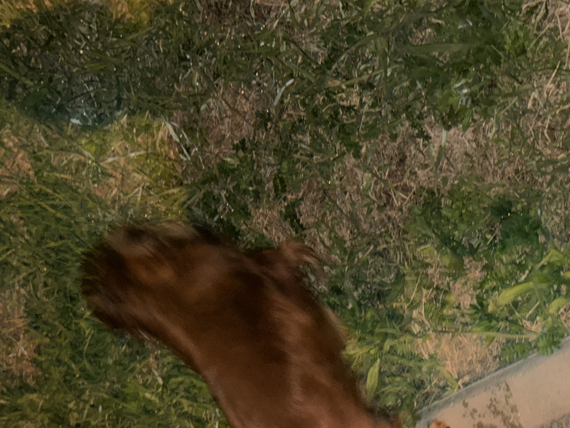 The image depicts an outdoor scene under low light conditions, likely at dusk or night. The main subject is a large, dark brown, blurry object, most probably an animal like a dog, captured in motion. The significant motion blur obscures specific features but conveys the animal's movement across the lower half of the frame.
The ground is covered with a mix of green grass and patches of drier, light brown grass or dirt. Numerous tiny, bright specks are visible scattered across the grassy areas, possibly indicating reflections from dew, moisture, or small light sources. A small portion of a concrete or paved edge is visible along the bottom right side of the image, suggesting a path or border to the grassy area. The overall setting appears to be a yard or a natural green space. There are no people visible, and no text is discernible within the image.