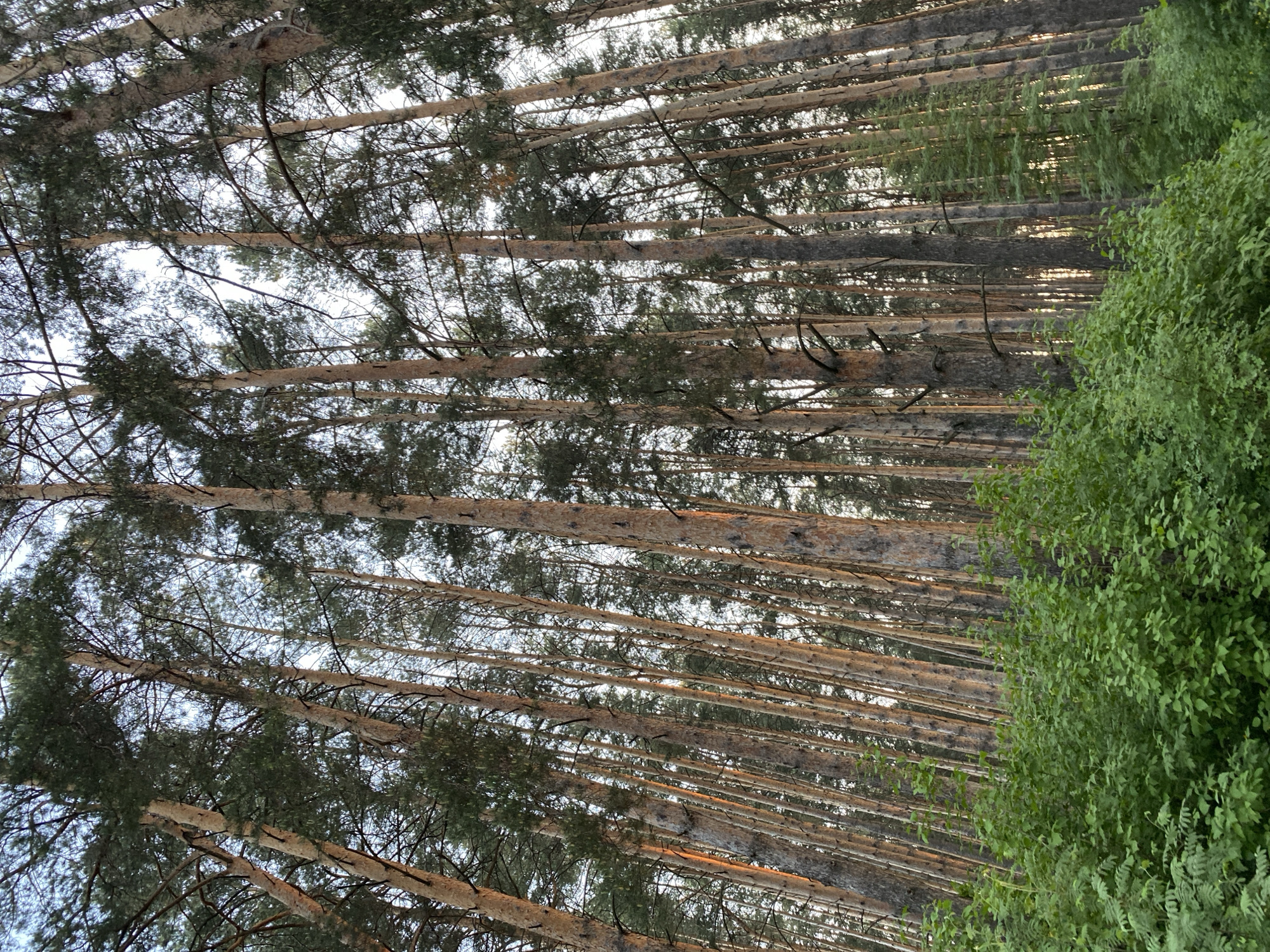 The image shows a dense forest, potentially a pine forest given the appearance of the trees. The viewer is looking upwards through the trunks and branches towards a sky that is partially obscured by the canopy. To the right of the frame is a thick section of leafy undergrowth. No people or animals are visible. The location is described as being in the city of Unknown, Unknown.