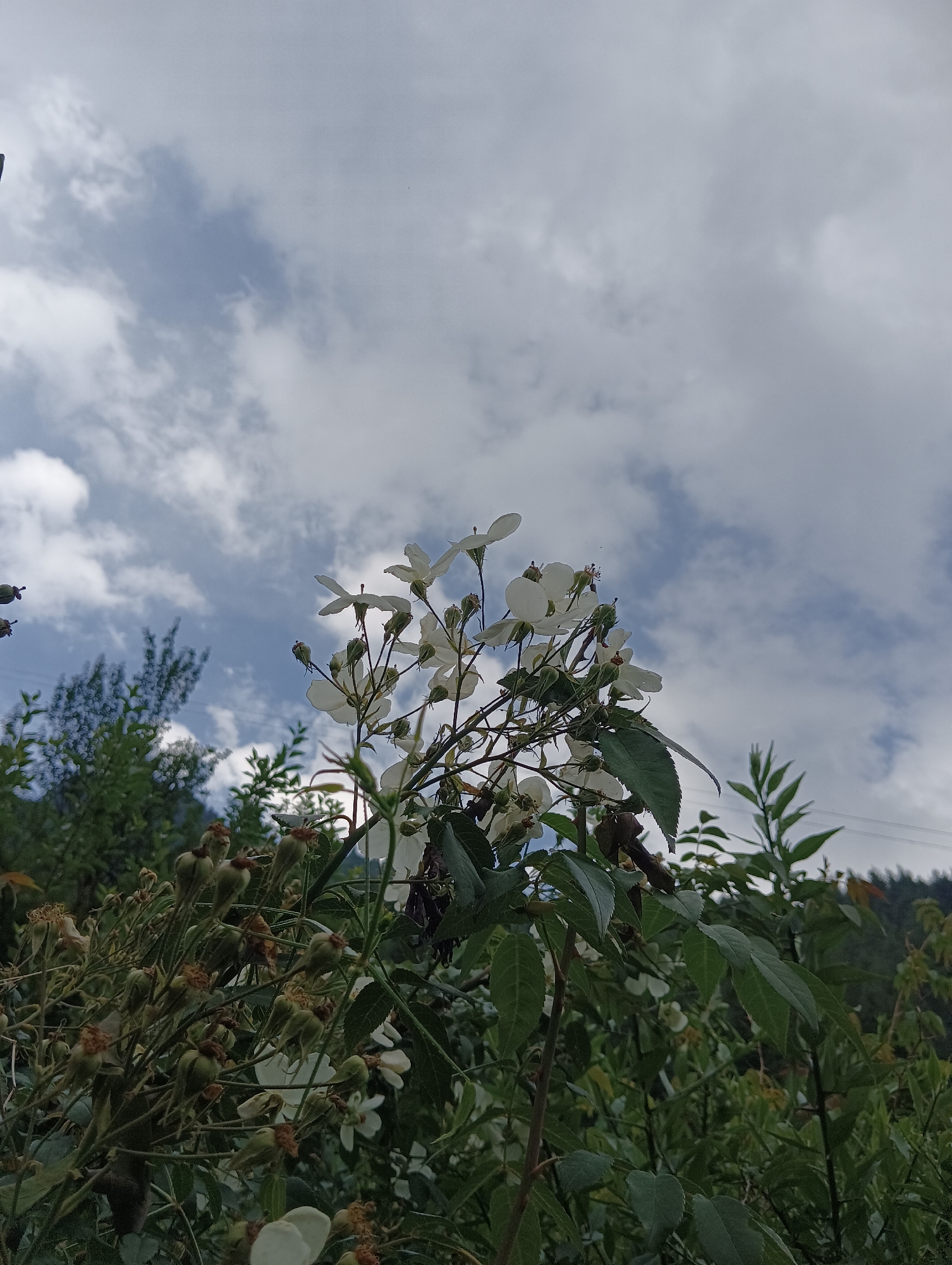 An outdoor, low-angle shot captures a cluster of delicate white flowers in the foreground against a backdrop of a cloudy sky and lush green foliage. The flowers, with their thin petals and visible stamens, are in various stages of bloom, some appearing to be wilting. Several unopened buds, resembling small green pods, are also present on the stems. The surrounding vegetation includes dark green leaves and branches, with some dried, brown seed pods visible on the left side of the frame. The sky above is a mix of grey and white clouds, with patches of blue peeking through. The image appears to have been taken in Vashisht, India, judging by the style of vegetation and mountainous backdrop that could be characteristic of the region. No people or animals are visible in the scene.