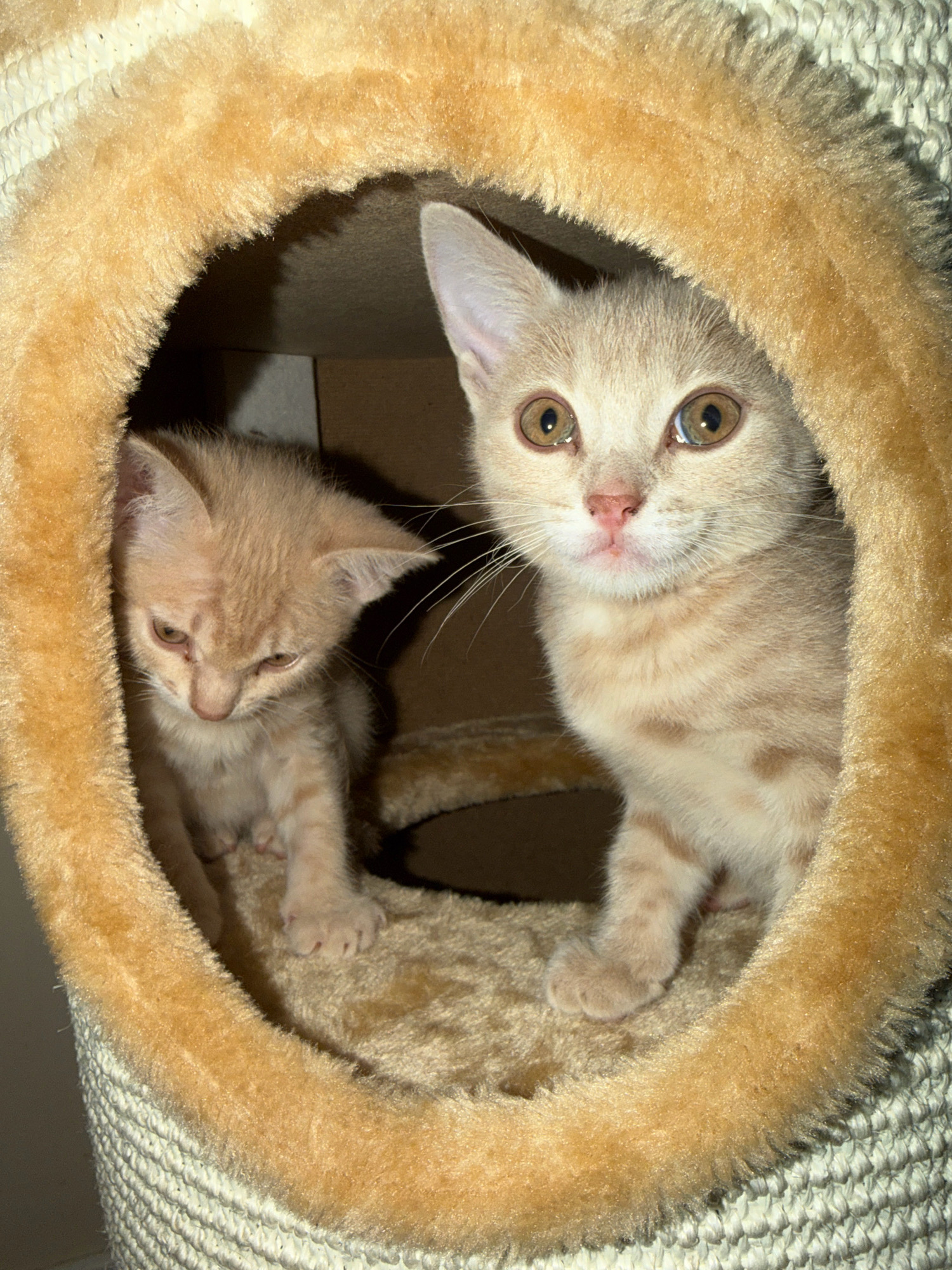 Two light-colored kittens are nestled inside a circular opening of a tan, fuzzy cat tree. The kitten on the right is looking directly at the camera with large, amber eyes. Its fur is a pale orange with subtle tabby markings. The kitten on the left is looking downwards and to its left, with its eyes partially closed. It appears to be slightly smaller than the other kitten and has similar light orange fur. The opening of the cat tree is lined with a thick, soft, tan-colored material that gives way to a rough, woven exterior on the lower portion of the structure. The background inside the cat tree is dark and out of focus, showing hints of cardboard. There is no indication of a specific location in Khimki, Russia within the image.