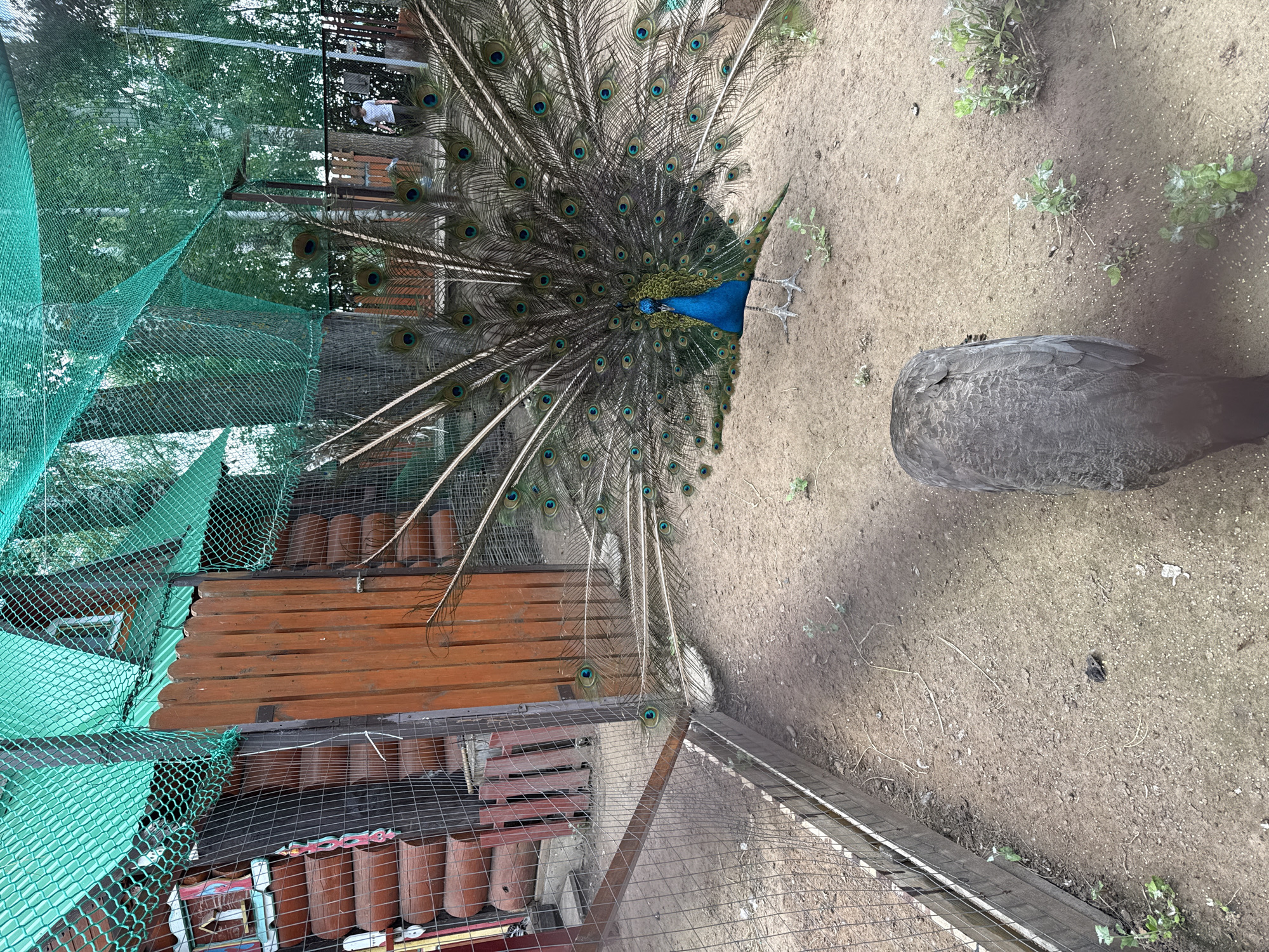 In Chaikovsky, Russia, a male peacock displays its vibrant, fanned tail feathers in an aviary. The peacock, predominantly blue and green, stands on sandy ground, facing forward with its tail fully extended, revealing numerous iridescent "eyes" on its feathers. In the foreground, a grey peahen is seen from the back, partially obscuring the ground. The aviary features a wooden building with a green net covering the top and sides, suggesting an enclosure. A wire fence runs along the left side of the image, bordering a pathway. In the background, trees are visible, and a person in a white shirt can be seen walking within the enclosure. The overall environment appears to be an outdoor zoo or wildlife park.
