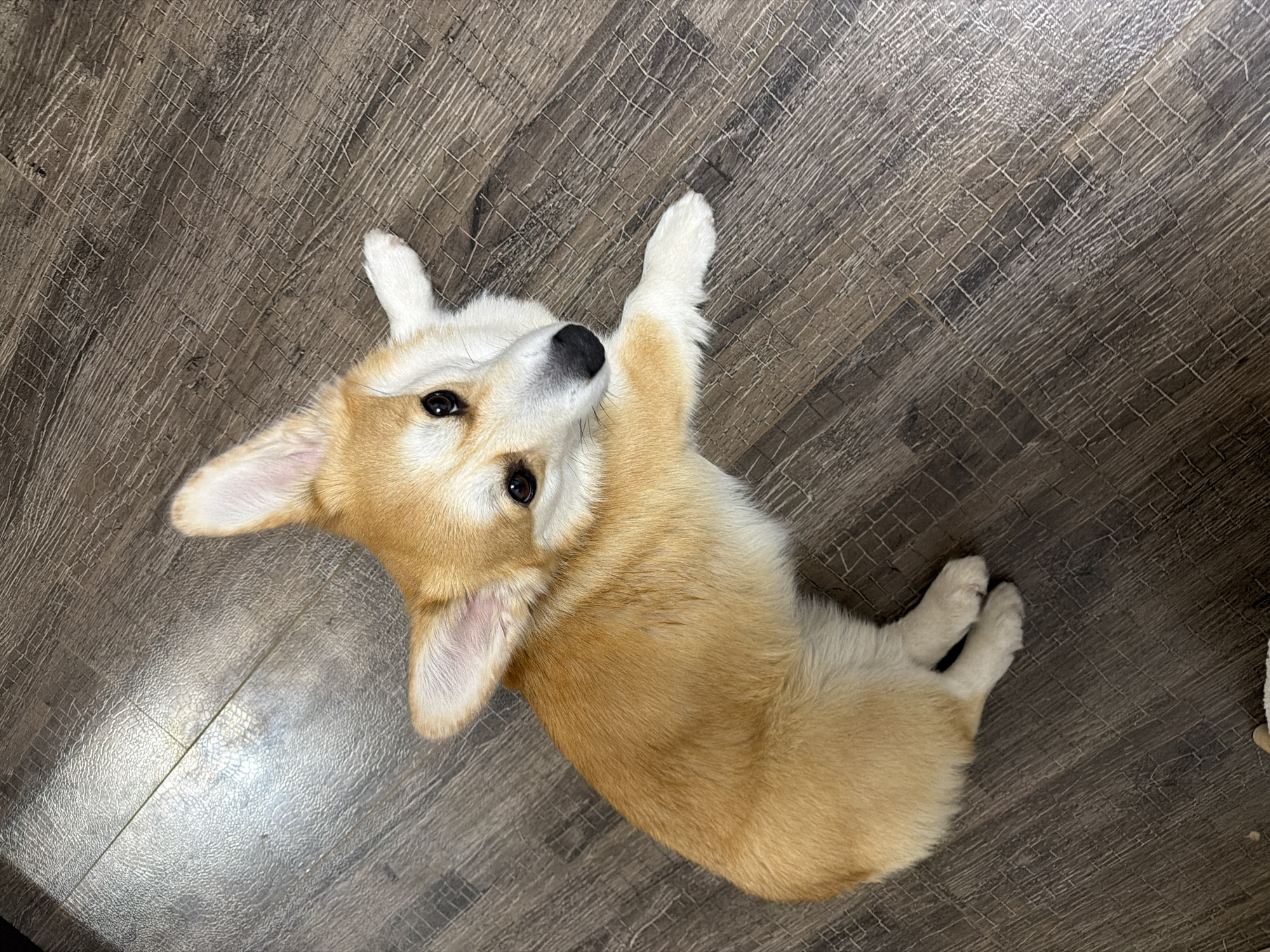A Pembroke Welsh Corgi puppy lies on its back on a dark wood-patterned floor. Its paws are raised, and it looks up at the camera. The location is not discernible from the image.
