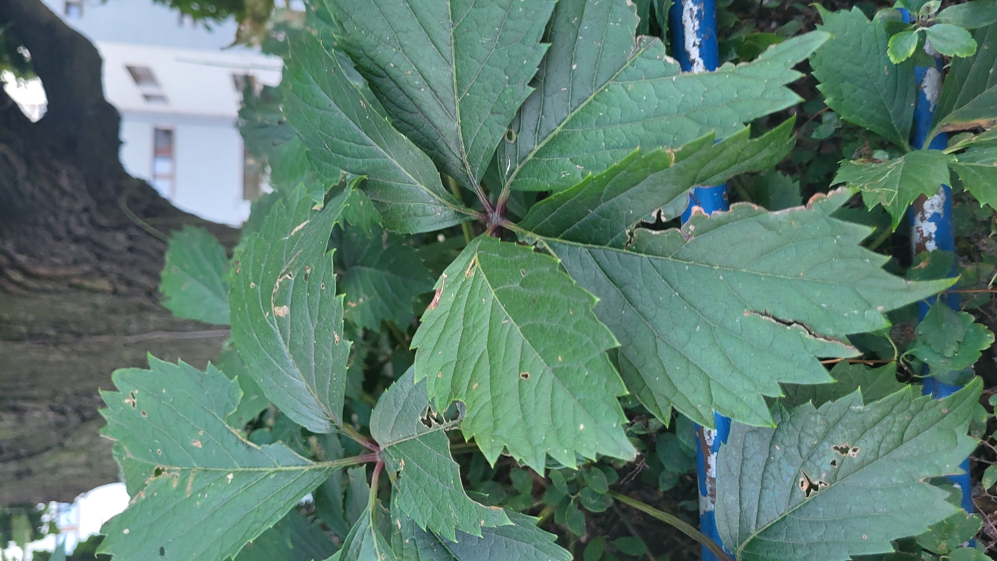 The image shows a close-up view of green leaves with serrated edges, some of which have small holes. The leaves are attached to reddish stems. In the background, the rough bark of a tree is visible, and further back, a light-colored building with windows can be seen. A blue and white striped railing is present in the foreground, partially obscured by the foliage. The scene appears to be outdoors, possibly in an urban park or garden. The presence of a building and railing suggests a location within a city. Based on the provided context, this scene is located in Prešov, Slovakia.