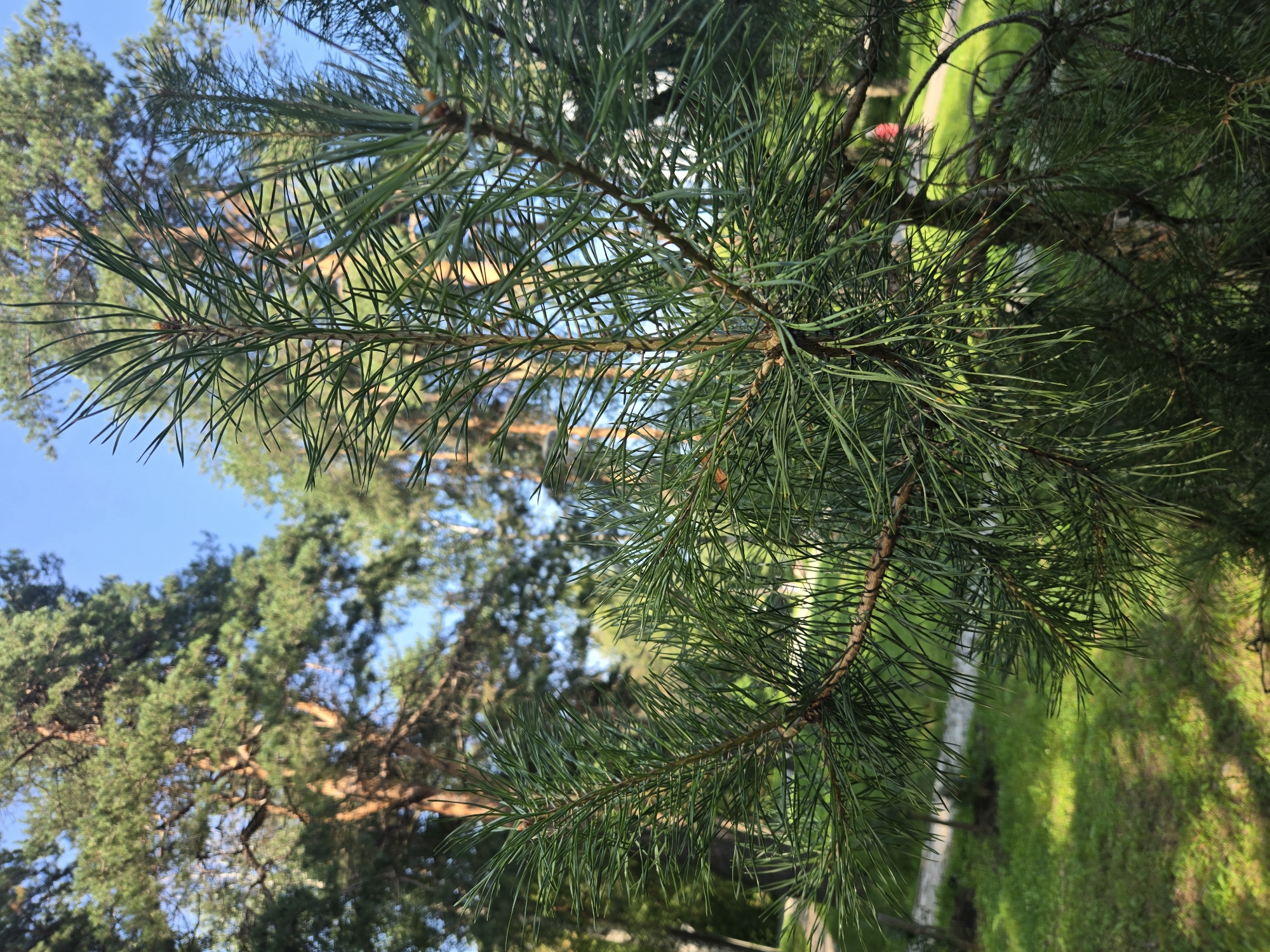 A close-up shot captures a pine tree branch with its needles in focus, set against a backdrop of a park and a clear blue sky. The pine needles are a vibrant green, with some showing a slight brown tint. In the background, the blurry image of large pine trees, green grass, and a paved path can be seen. The lighting suggests it is daytime, likely during the morning or afternoon, as indicated by the bright sunlight filtering through the trees. There are no discernible people or specific landmarks that would definitively place this image in Nizhny Novgorod, Russia, or any other specific city. The scene depicts a typical park environment with pine trees.