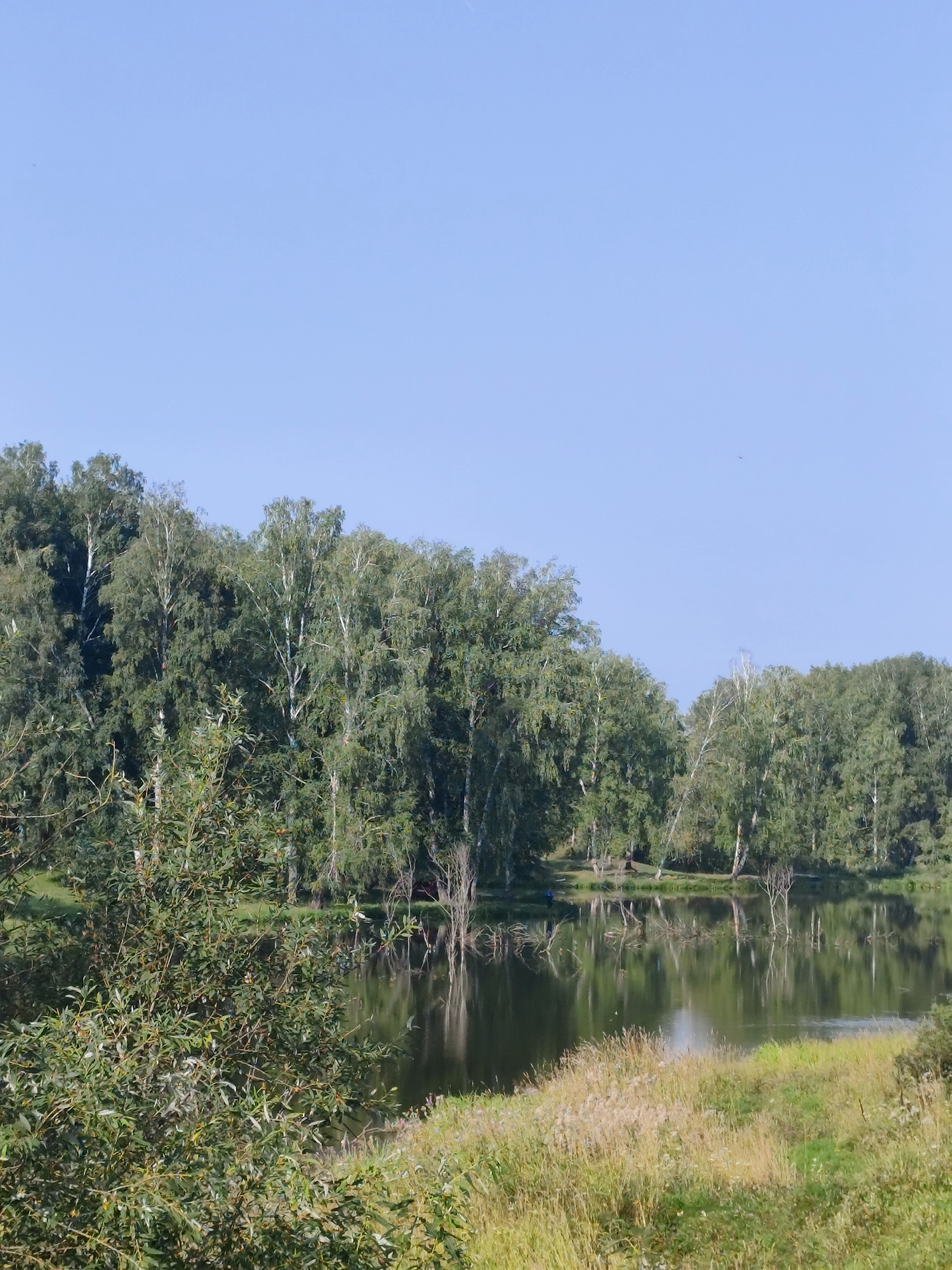 The image depicts a tranquil natural scene by a body of water, likely a lake or river, under a clear blue sky. In the foreground, to the left, is lush green foliage with branches and leaves, suggesting a park or natural area. The middle ground is dominated by a calm body of water that reflects the surrounding trees. Across the water, a dense line of trees, predominantly birch with their characteristic white trunks, forms the backdrop. The water's edge features a grassy bank interspersed with dry reeds and some scattered flowers. The overall impression is one of a peaceful, undeveloped natural environment. The location is stated to be in the city of Barlaksky, Russia. There are no visible people or specific man-made structures that would indicate a picnic area or other recreational facilities, though there may be very faint, small structures or tents visible on the far bank amongst the trees.