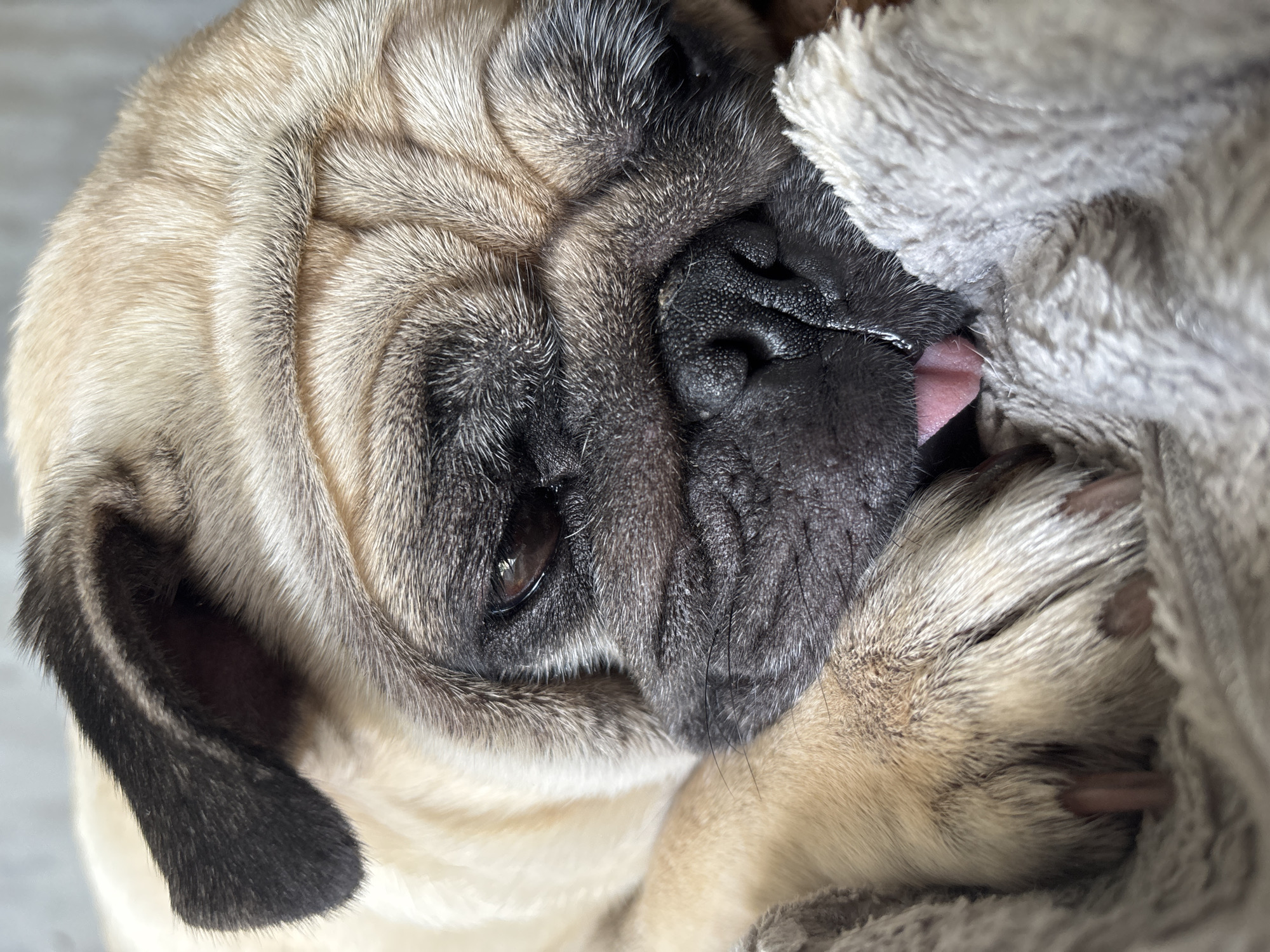 A close-up, eye-level shot focuses on the face of a fawn-colored pug dog. The pug is resting on a soft, grey, fuzzy blanket and appears to be asleep or very relaxed. Its eyes are partially closed, and its tongue is slightly sticking out. The dog's face is characterized by its characteristic wrinkles and a black muzzle. The lighting is soft, highlighting the texture of the dog's fur and the blanket. No specific location in Sochi, Russia, can be determined from the image.