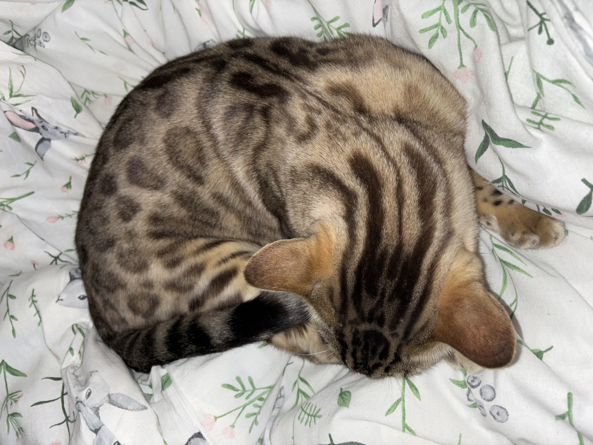 In the city of Noviy, Russia, a Bengal cat with a distinctive spotted and striped coat is curled up asleep on a white bedsheet patterned with green foliage and small pink flowers. The cat's head is tucked into its body, obscuring its face. Its tail is wrapped around its body, and one paw is visible. The lighting is dim, suggesting it may be nighttime or the room is dimly lit. The environment appears to be a bedroom.