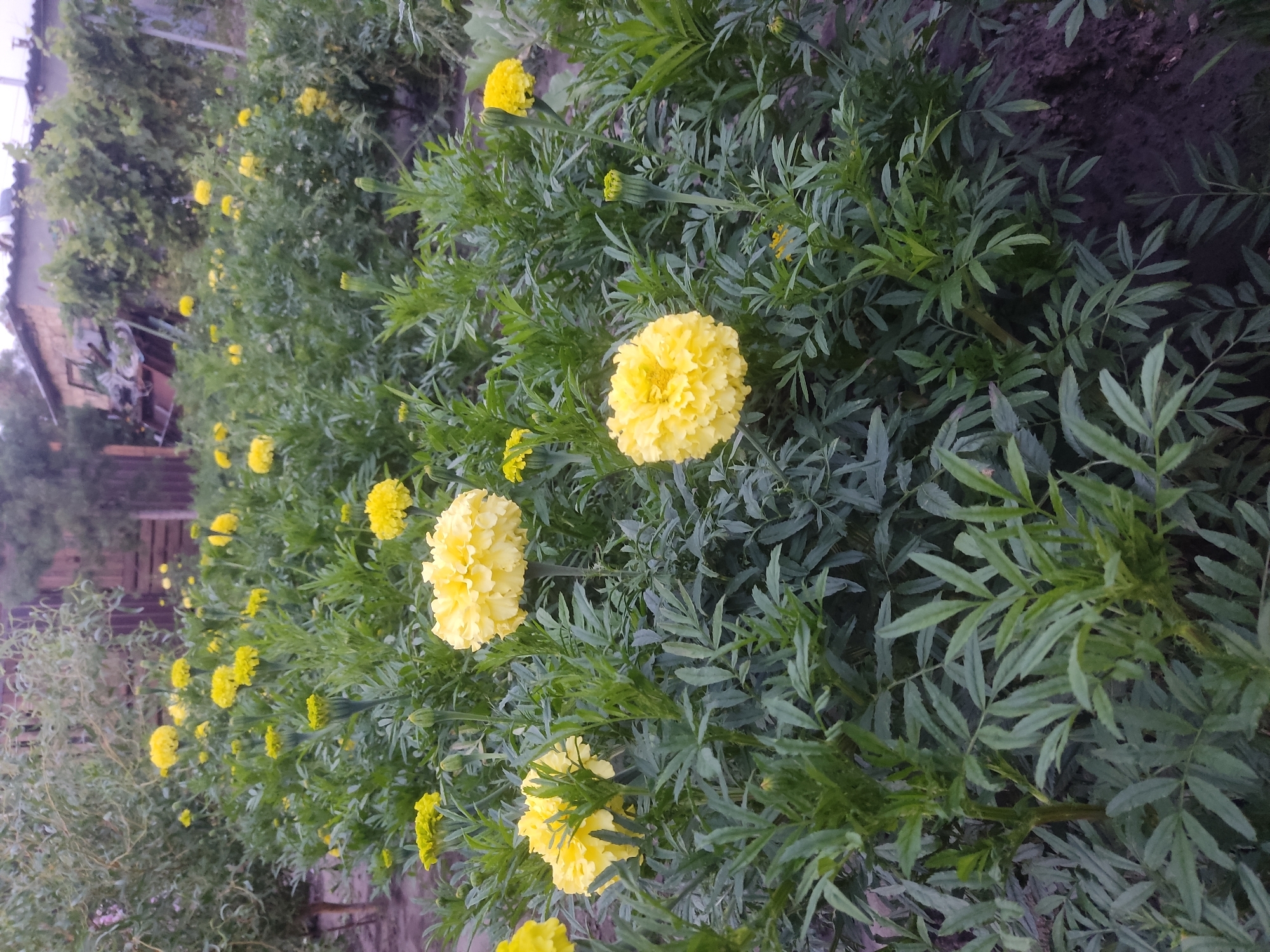 A garden in Radisne, Ukraine, is filled with blooming yellow marigolds. The flowers are in various stages of development, with some in full bloom and others still in bud. The marigolds are densely planted, creating a vibrant carpet of yellow. The background of the image shows a wooden fence and a building, suggesting a residential area. The overall impression is one of a well-maintained garden, likely a private property within Radisne.