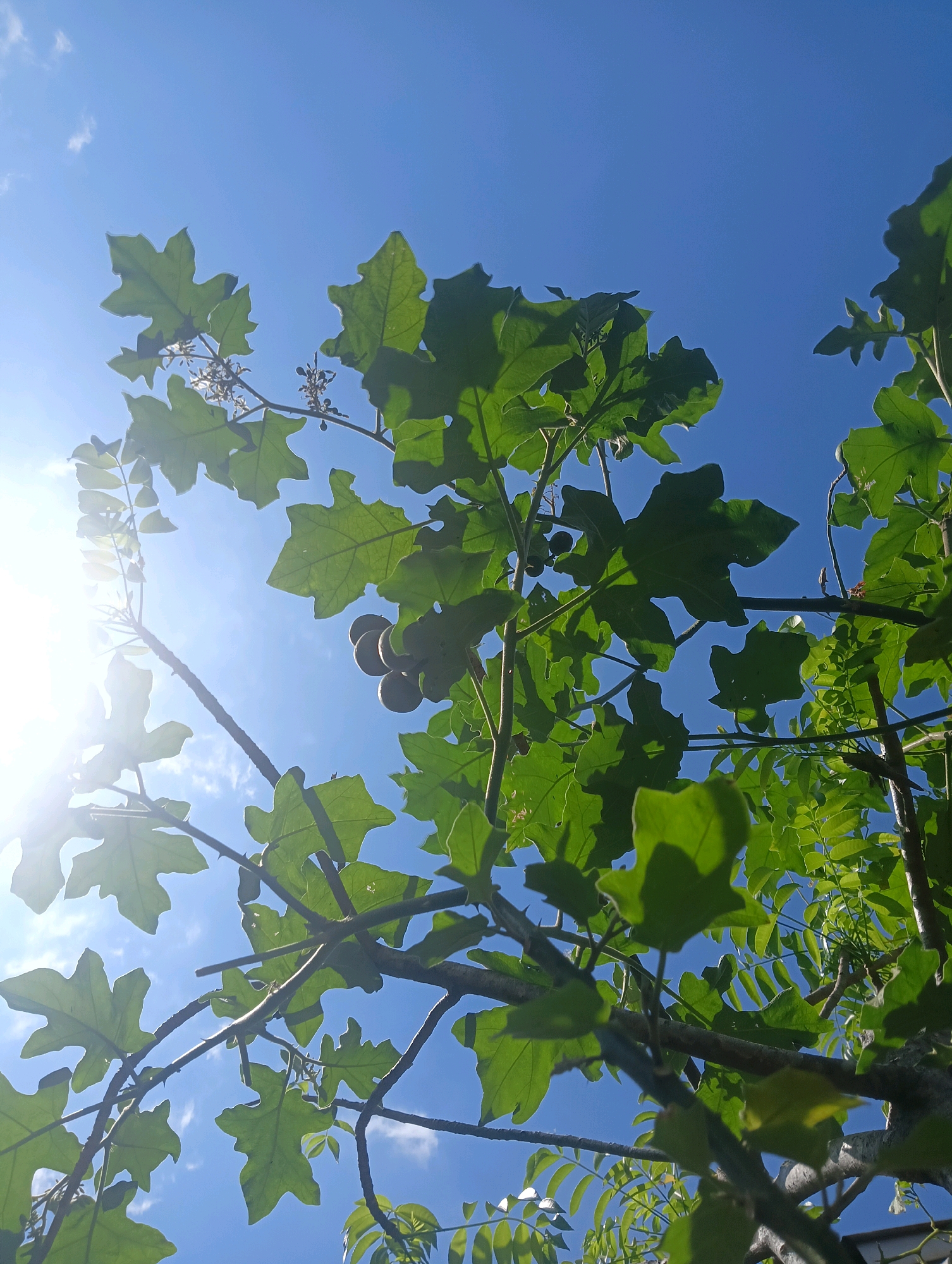 In Kromengan, Indonesia, a low-angle shot captures a bright blue sky with a few wispy clouds, partially obscured by the branches and vibrant green leaves of a plant. The sun shines intensely from the upper left, creating lens flare and backlighting the foliage. Several round, brown fruits hang from the branches, along with small white flowers. The branches themselves are sturdy and some appear to have small thorns. The leaves are deeply lobed, adding a textural element to the scene against the vast expanse of the sky.