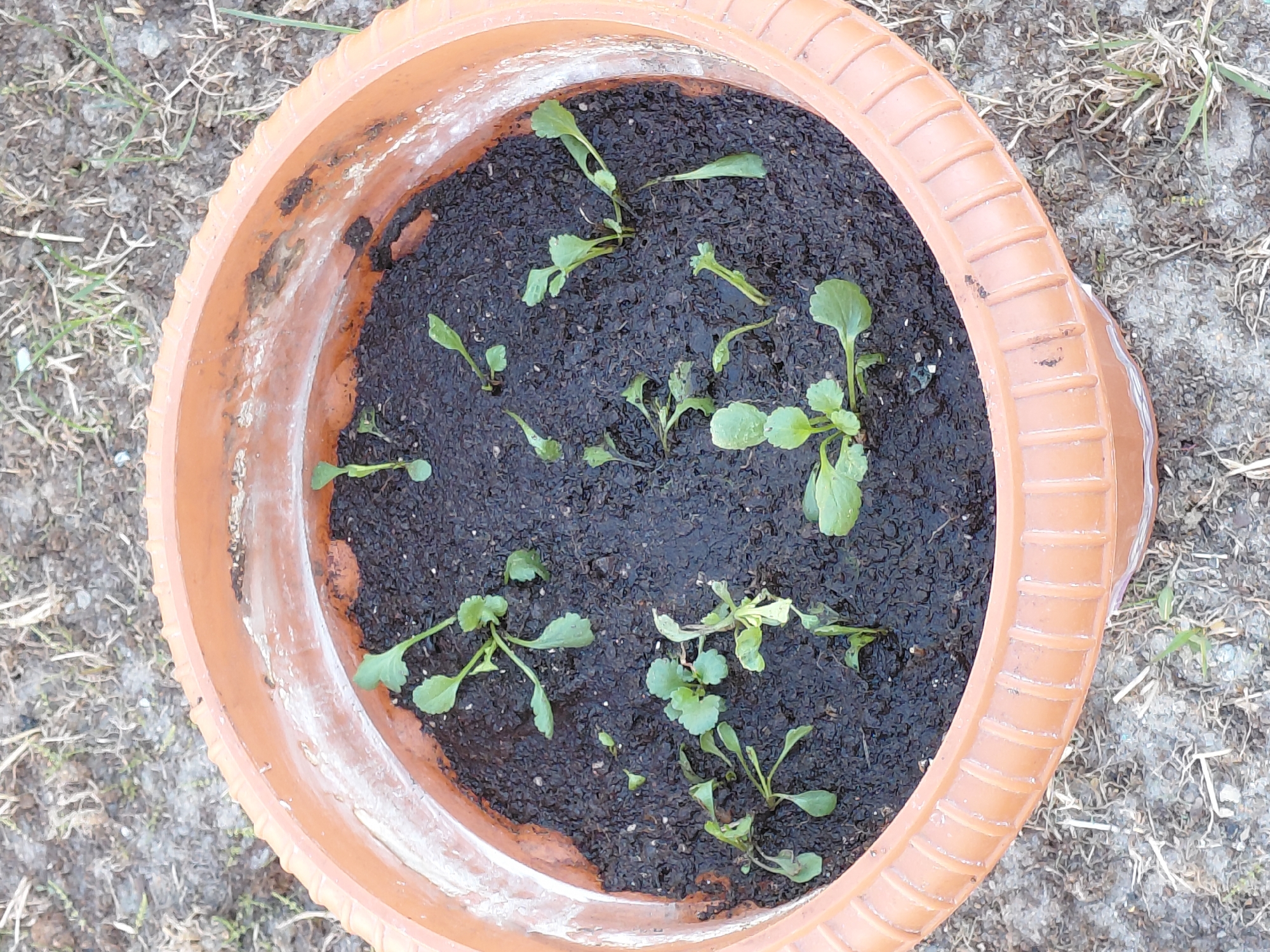 An overhead shot shows a round, terracotta-colored plastic plant pot filled with dark, moist soil. Scattered within the soil are approximately a dozen small, green seedlings, each with rounded to slightly lobed leaves. Some of the seedlings appear healthy and upright, while others show signs of stress, with some leaves looking wilted, yellowed, or partially damaged.
The pot features a ribbed or fluted rim. The inner surface of the pot is visible above the soil line, showing some white mineral deposits and darker soil stains, suggesting it has been used for some time.
The pot is placed outdoors on a patch of ground covered with dry, sparse grass and light-colored soil or dirt, indicating a natural, possibly unkempt, outdoor setting. The lighting is bright and even, consistent with daytime conditions. No specific time of day beyond "daytime" or particular weather conditions like rain are discernible, though the dry ground suggests a lack of recent precipitation. There are no people or visible text in the image. The scene depicts a small-scale gardening activity, focusing on young plants in a container.