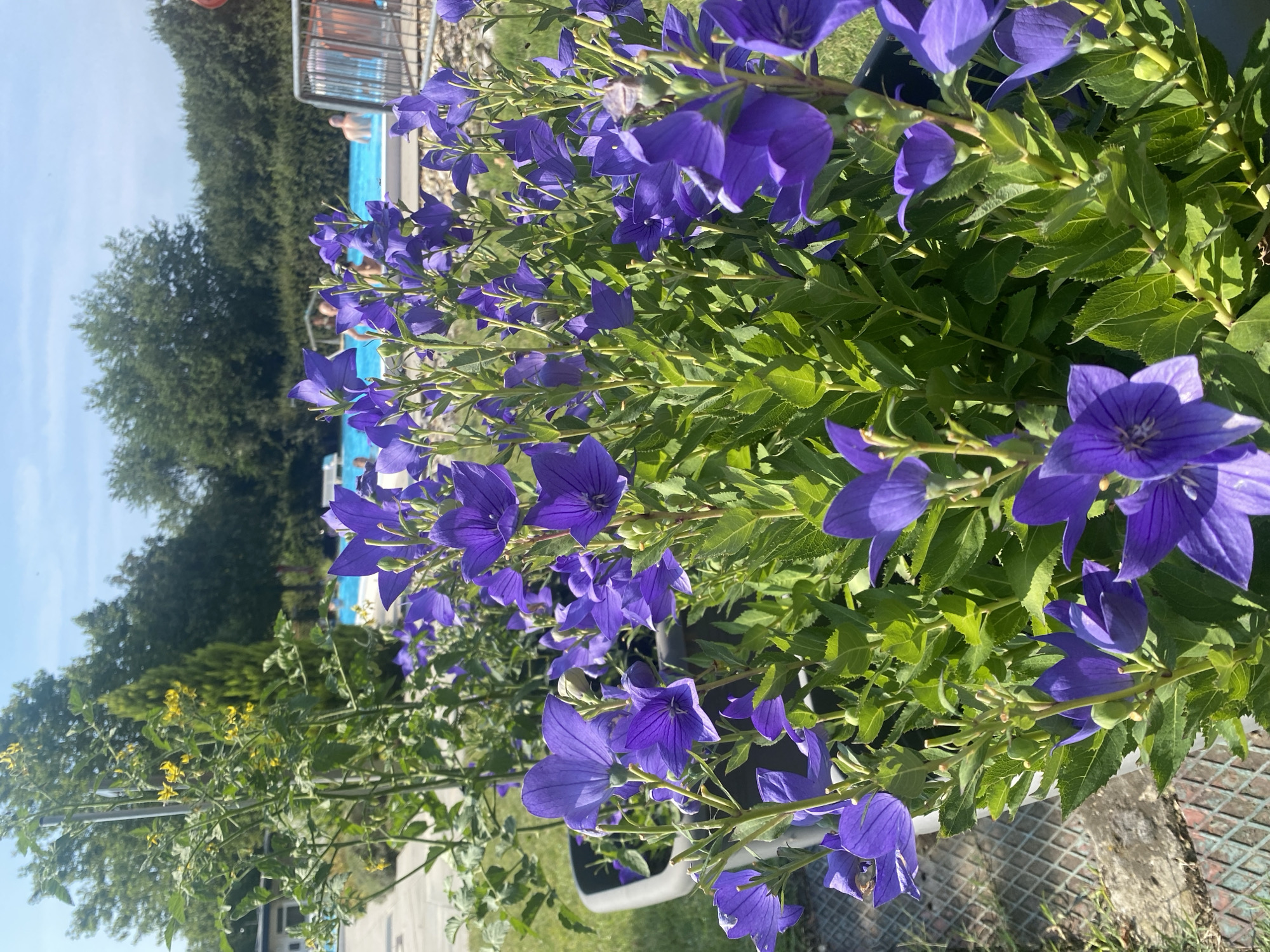 The image shows a close-up of purple bellflowers in the foreground, with a swimming pool in the background. The swimming pool is filled with blue water and surrounded by trees and greenery. Several people are visible in the pool, some swimming and others relaxing. The overall scene suggests a sunny day at a public outdoor pool. The location is identified as Deutschkreutz, Austria.