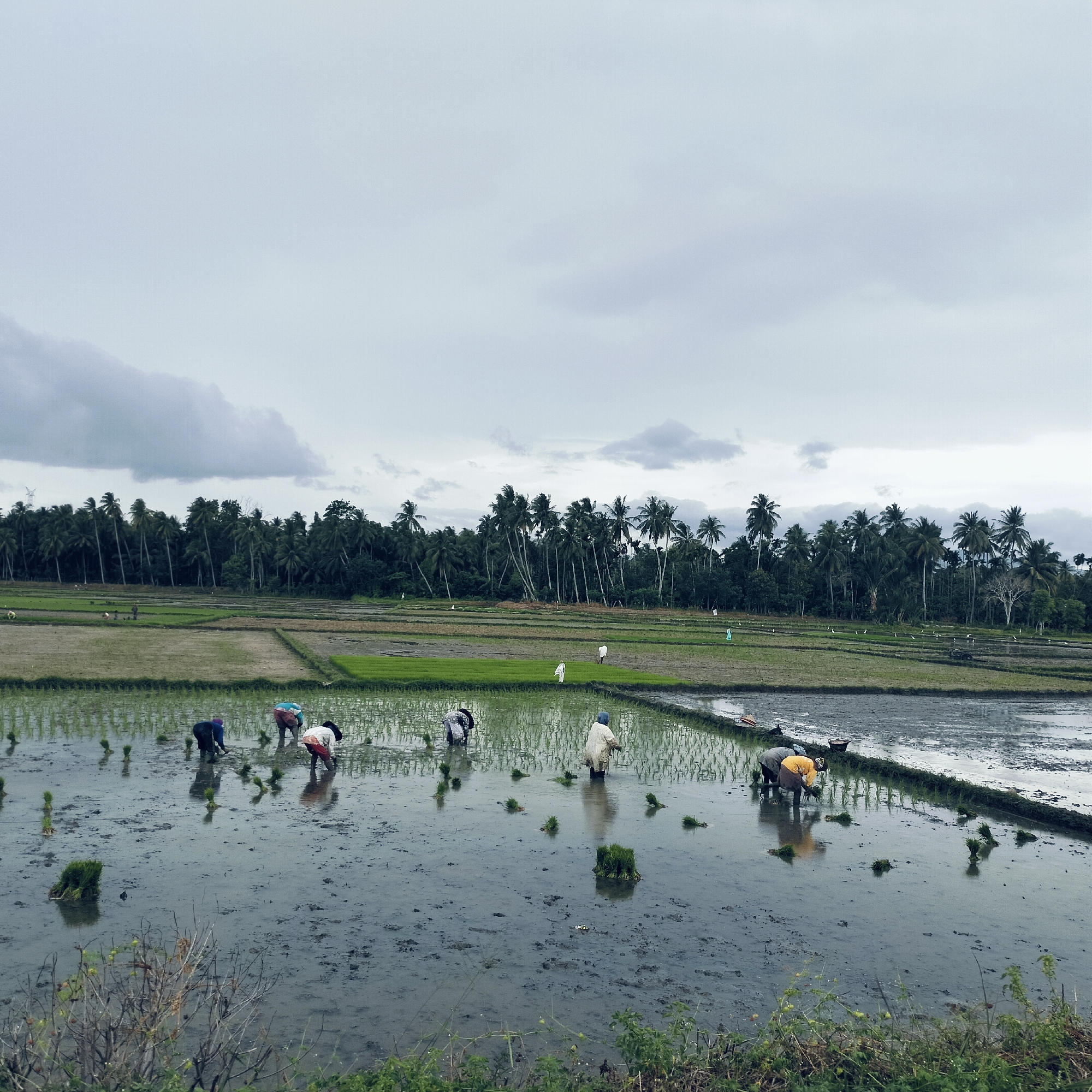 This image captures a vibrant agricultural scene in Glee Gogo, Indonesia, showcasing the manual labor involved in rice cultivation. The primary activity is the planting of rice seedlings in expansive, flooded paddy fields.
In the foreground and midground, multiple individuals, approximately eight to ten, are actively engaged in transplanting small bundles of green rice shoots. They are typically bent over, with their hands immersed in the muddy water, meticulously placing the seedlings into the prepared soil. Bundles of rice seedlings are visible floating in the water, ready for planting. The water in the paddies reflects the overcast sky and the green hues of the emerging plants. The farmers are dressed in practical work attire, some with head coverings.
The scene is dominated by the vast stretches of rice paddies, sectioned by narrow earthen dividers. In the distance, a dense line of tall palm trees, likely coconut palms, forms a dark green horizon, separating the agricultural fields from what appears to be a tropical forest or village. The sky above is heavily overcast with thick clouds, indicating a mild or potentially rainy day, which is conducive to rice planting. A faint power line tower is visible in the far background, slightly left of center, rising above the palm tree line. The immediate foreground features some dry branches and low-lying green foliage, suggesting the viewpoint is from a slightly elevated or uncultivated edge of the field.
The image depicts a diligent and traditional agricultural process, highlighting the communal effort and manual skill required for rice production in this tropical setting. There is no visible text in the image.