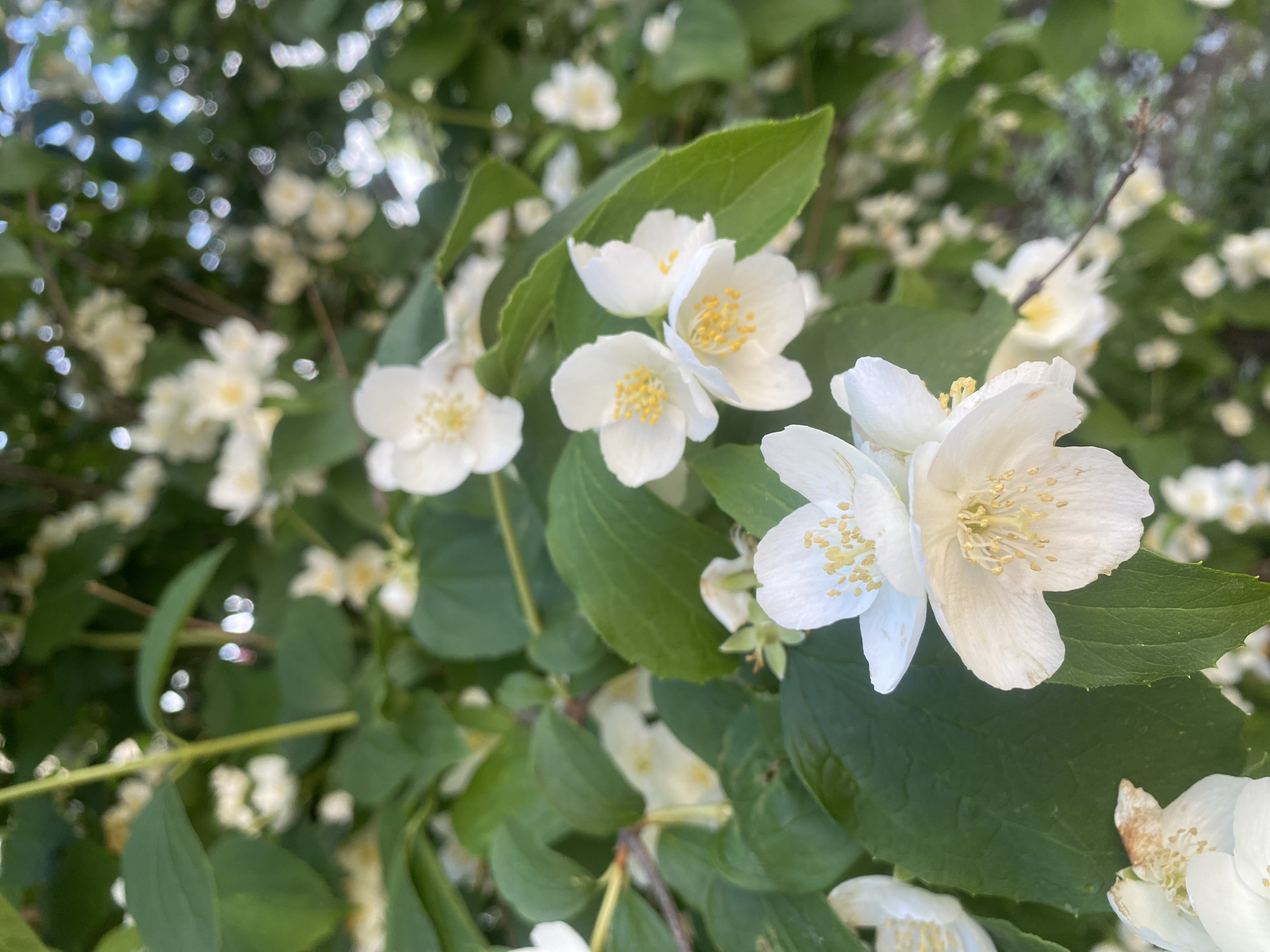 A close-up shot of a flowering jasmine bush displays clusters of white, star-shaped blossoms with yellow centers. The flowers are set against a backdrop of lush green leaves and out-of-focus blooms, suggesting a vibrant garden or park setting. The lighting indicates it is daytime, likely in the spring or summer. The image does not depict any people, actions, or interactions. The exact location within Chaikovsky, Russia, is not discernible from the visual information provided.