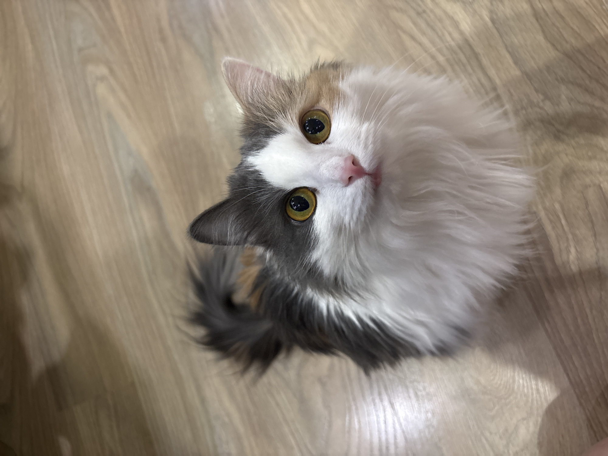 A fluffy, medium-haired cat with white, grey, and tan markings is looking up towards the camera. The cat's eyes are a yellow-green color. The background is a light brown wood-look floor. The location is unknown and there is no indication that this photo was taken in Perm, Russia.