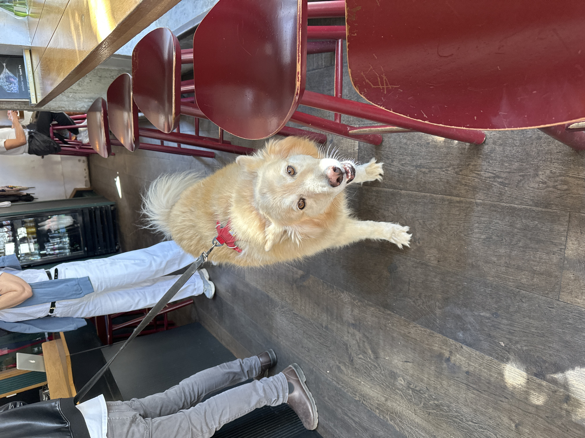 This image captures a casual scene at what appears to be a cafe or restaurant in Tel-Aviv, Israel, during daytime. The perspective is looking down at a light-colored, medium-sized dog from above, with the dog as the central focus. The dog, possibly a Golden Retriever mix, wears a red harness and leash and is looking directly up at the camera with its mouth slightly open, revealing its teeth and pink tongue, conveying an alert and curious expression.
The setting features dark wooden or laminate flooring. Several red, industrial-style chairs with wooden seats are visible, some pushed under matching red-legged tables. Two people are partially visible, seated at tables. To the left, a person wearing a white shirt and light-colored pants with white sneakers is seated, with a black bag near them. To the right, another person's legs are visible, wearing grey pants and dark brown boots, sitting at a separate table. A black laptop (Apple MacBook) is partially visible on the table to the left.
In the upper left background, a reflection in a window or glass surface shows an interior space and some Hebrew text that reads: "על ספסל מכורסם אלמוגים" (On a coral-gnawed bench), confirming the Israeli location. The overall atmosphere suggests a relaxed gathering at a pet-friendly establishment.