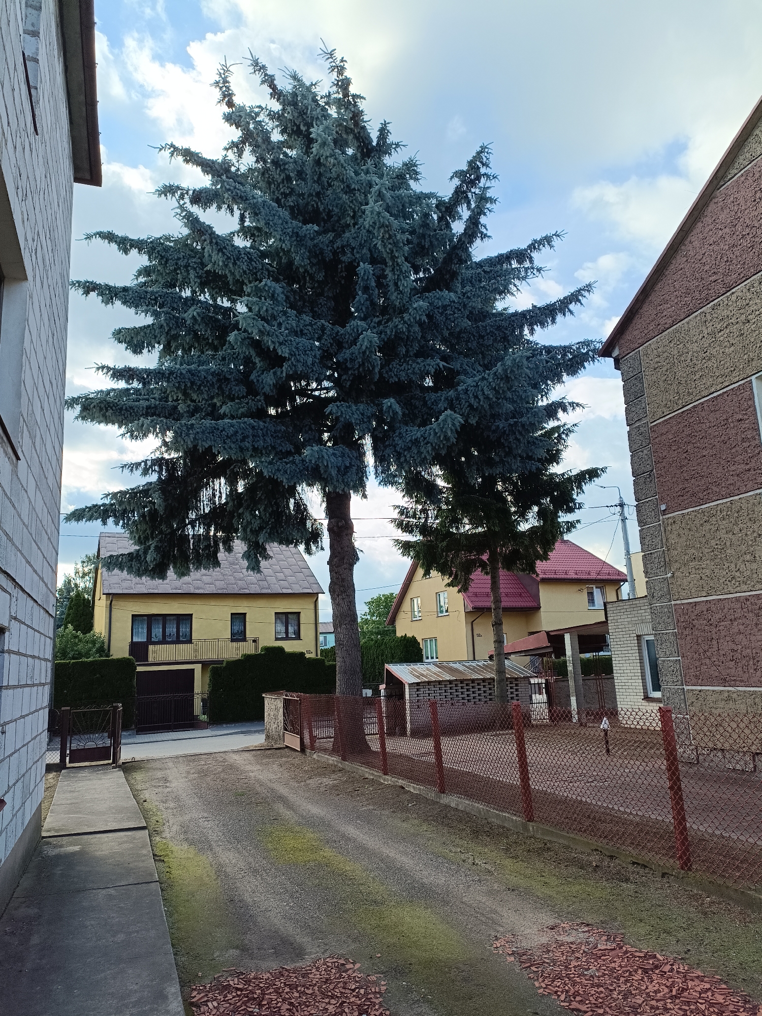 The image shows a residential property on a cloudy day. A large, mature blue spruce tree dominates the center of the frame, its branches reaching out over a gravel driveway. To the left, the corner of a light-colored brick building is visible. On the right, a two-story house with a textured, multi-colored facade (beige and reddish-brown) is partially visible, with a chain-link fence and red posts separating it from the driveway. In the background, a yellow house with a dark-colored garage door and a balcony is situated behind a hedge. Another yellow house with a red tiled roof and a porch is visible further back. The property is located in Ciechanowiec, Poland.