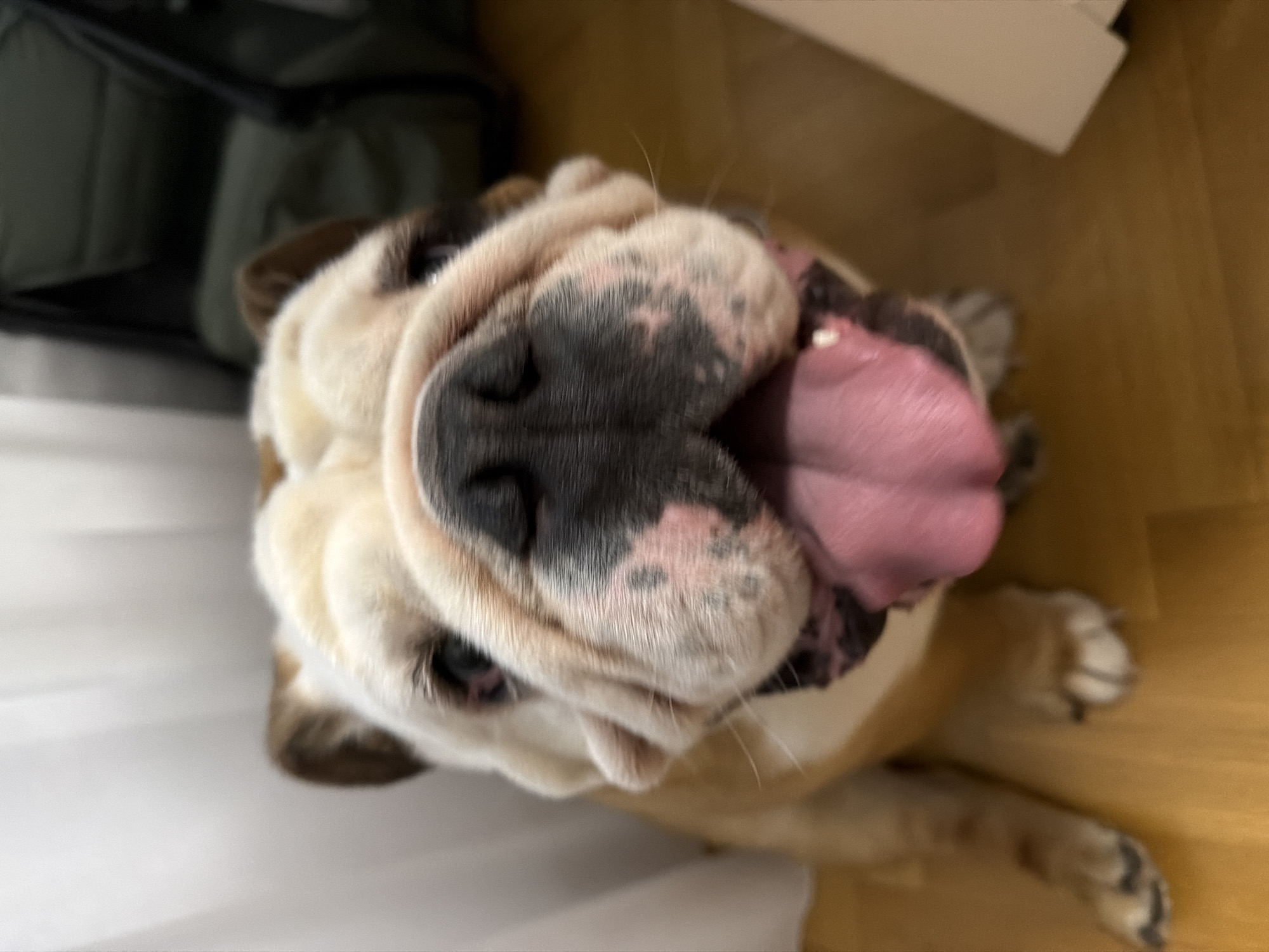 An English Bulldog with its tongue hanging out is shown in close-up, looking at the camera. The dog is light-colored with brown markings on its ears and face. Its nose is dark and wrinkled, and its cheeks are pink. The dog is sitting on a wooden floor. In the background, there is a white curtain and a dark green bag. The image was taken indoors, likely in a residential setting. There is no information available to indicate the location in Sofia, Bulgaria.