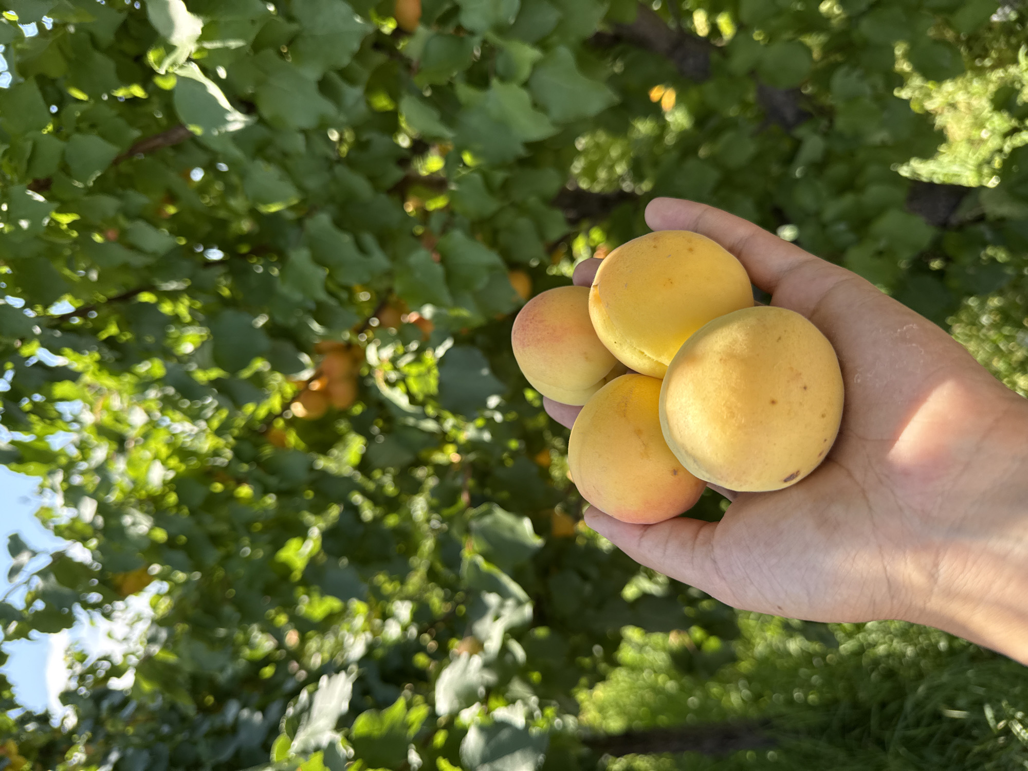 A close-up shot shows a person's open hand holding four ripe apricots. The apricots are a vibrant orange-yellow color, with some showing hints of red blush. They are clustered together in the palm of the hand. The background is a blurred expanse of lush green foliage, suggesting an outdoor setting, likely an orchard. The bright sunlight casts a warm glow on the scene. In the distance, out of focus, are more apricots on tree branches and a clear blue sky. The environment suggests a rural agricultural setting, possibly in the vicinity of Tash-Kyia, Kyrgyzstan, known for its fruit production.