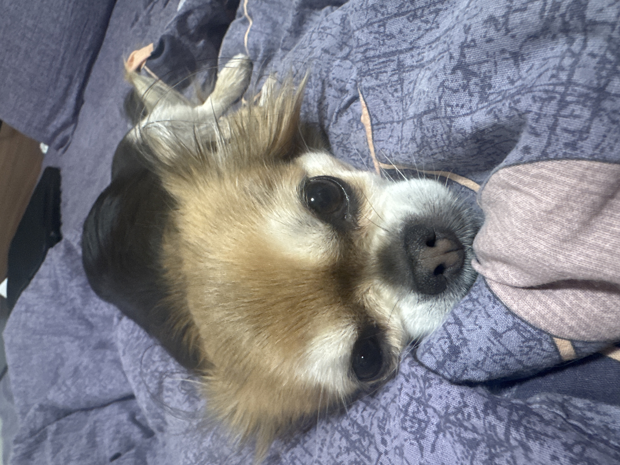 A close-up, high-angle shot captures a small dog nestled comfortably in bedding. The dog, likely a mixed breed, lies on its side, looking directly at the camera with large, dark, reflective eyes. Its fur is a mix of golden-brown around its face and body, white on its muzzle and chest, and black on its ears. A prominent black nose rests at the end of its white snout, with delicate whiskers visible.
The dog's expression appears calm and attentive, conveying a sense of quiet curiosity or peaceful relaxation. The bedding is primarily a soft, muted purple fabric, adorned with a subtle, abstract, or geometric pattern. A section of lighter, brownish-pink bedding is visible on the right side of the frame, providing a gentle color contrast.
The lighting is soft and even, suggesting an indoor setting. No specific time of day or weather conditions can be inferred from the image. There is no visible text. The scene encapsulates a moment of comfort and an intimate interaction with the pet.