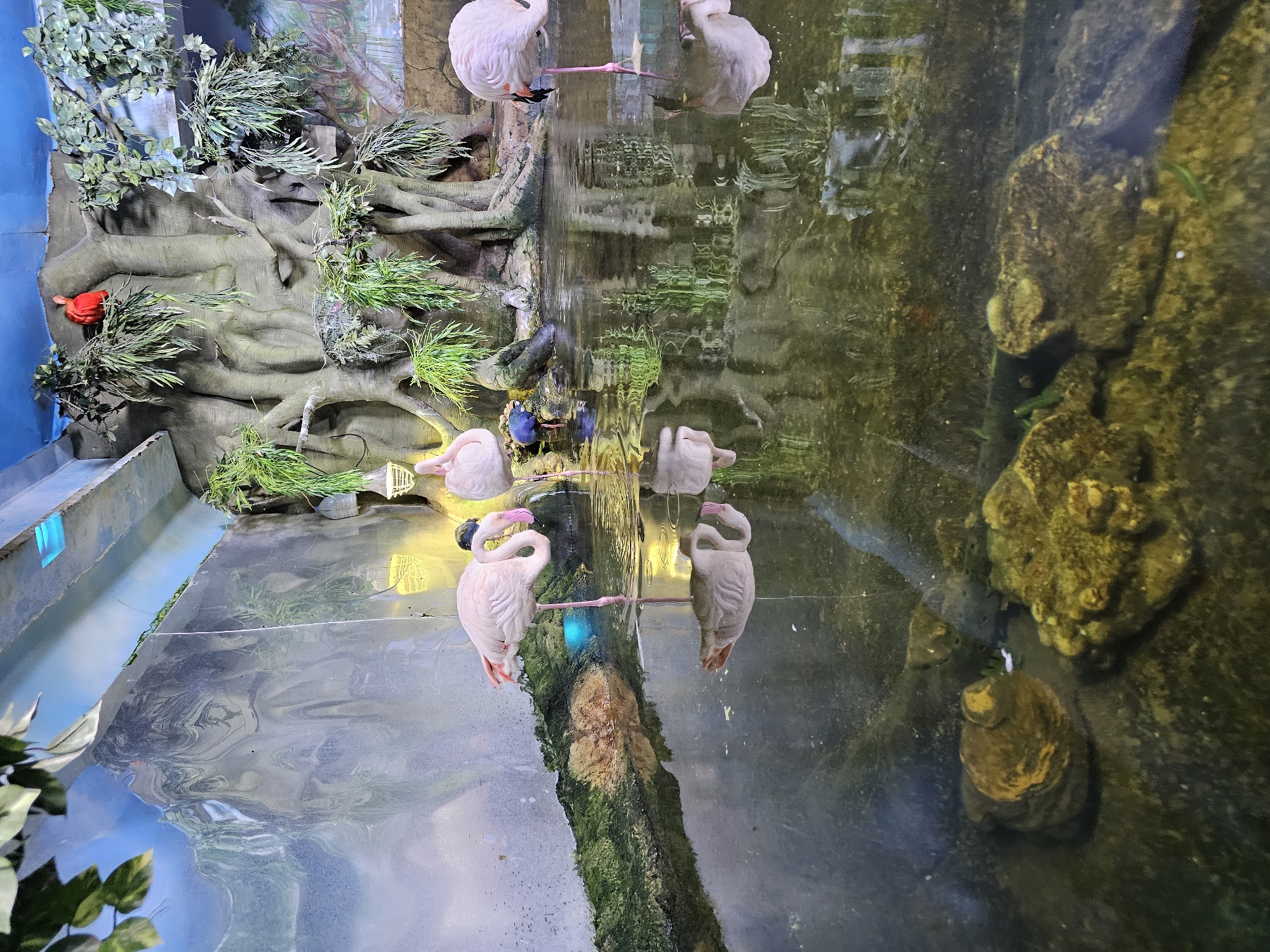 The image depicts a reflection of a flamingo exhibit at the "Riolend" shopping and entertainment complex in Khimki, Russia. The reflection is visible in the water or glass panel, which also shows the underside of the exhibit’s landscaping, including rock formations and moss. The exhibit features artificial trees and various plants. Several flamingos are visible; some are reflected in the water. A red bird is visible on the top left of the image.