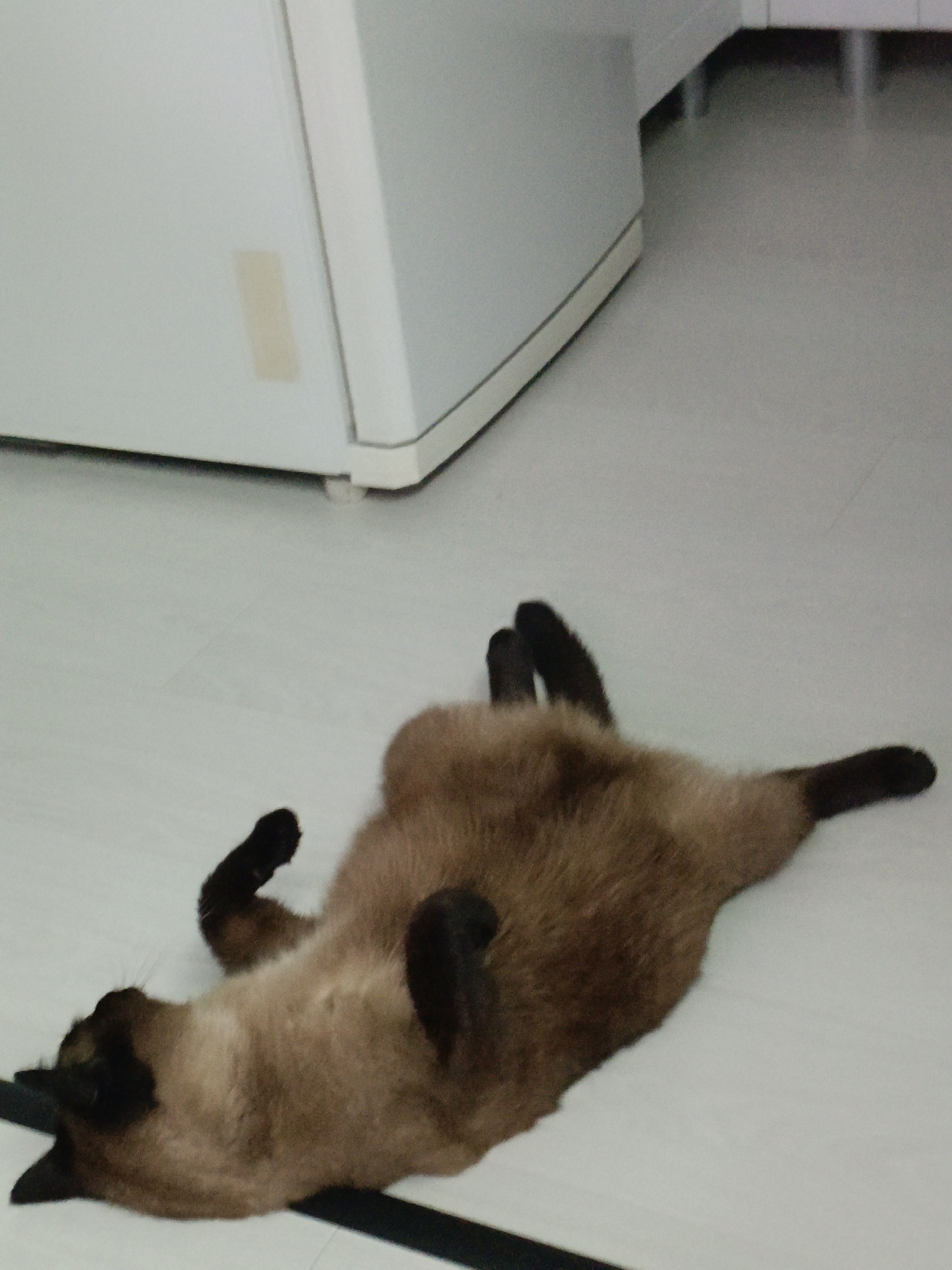 A brown and black Siamese cat lies on its back on a white floor, appearing relaxed. The cat's paws are extended and slightly bent, and its tail is curled around its body. In the background, a white cabinet or appliance is visible. The scene is indoors, with a clean, minimalist aesthetic. The location is not specified in the image.