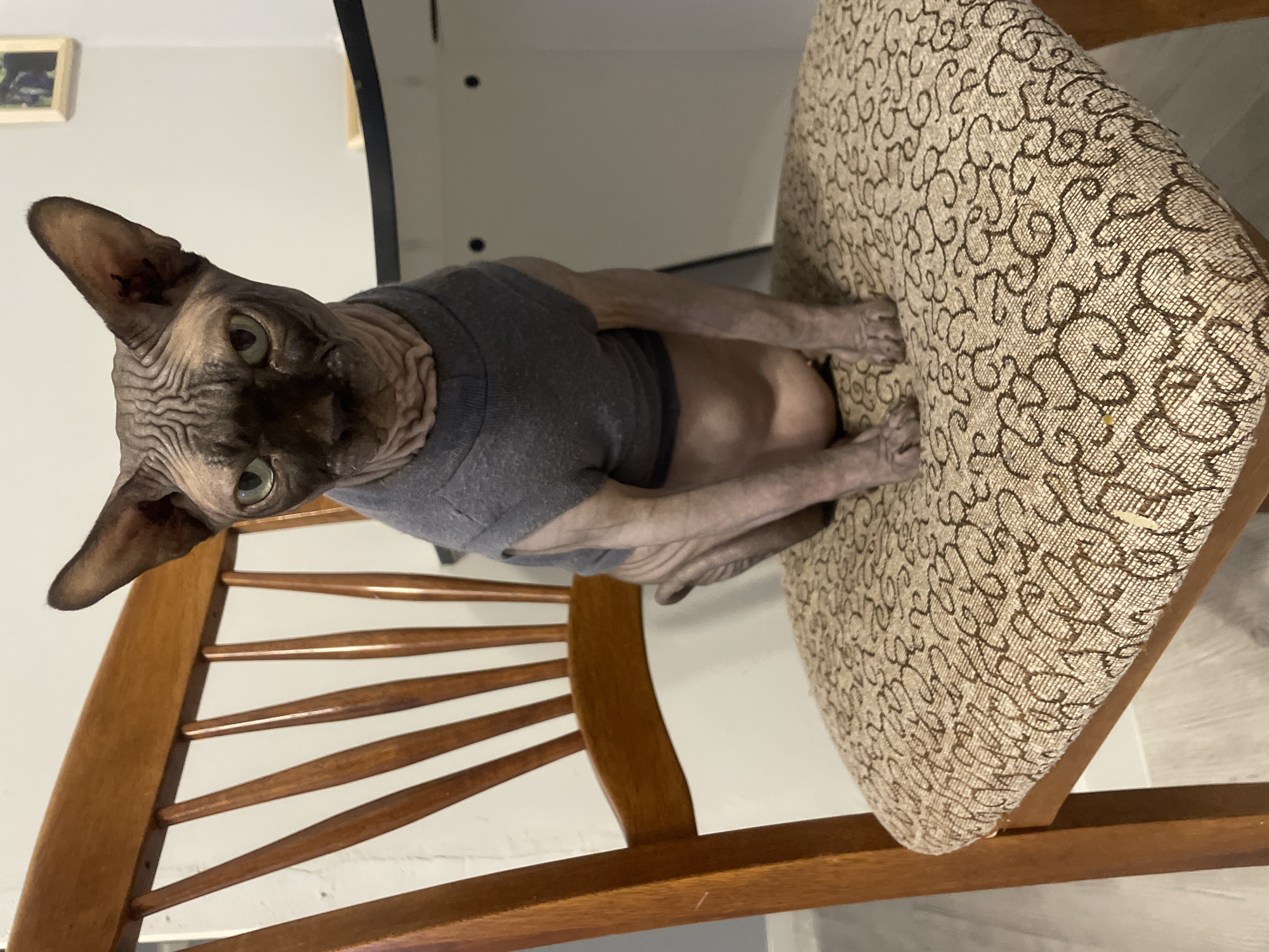 A sphynx cat wearing a gray shirt is sitting on a patterned chair. The chair has a wooden frame with horizontal slats on the back. The background is a plain wall with a framed picture hanging on it. The scene appears to be indoors.