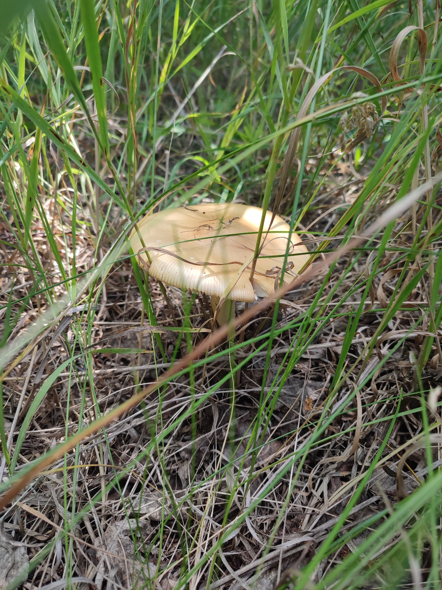 A single, light brown mushroom with a wide cap and visible gills is nestled among dry grass and green stalks of vegetation. The mushroom is partially obscured by the surrounding plant life, with some blades of grass crossing over its cap. The environment appears natural, possibly a field or forest floor. There are no people or animals visible in the image. The lighting suggests it is daytime.