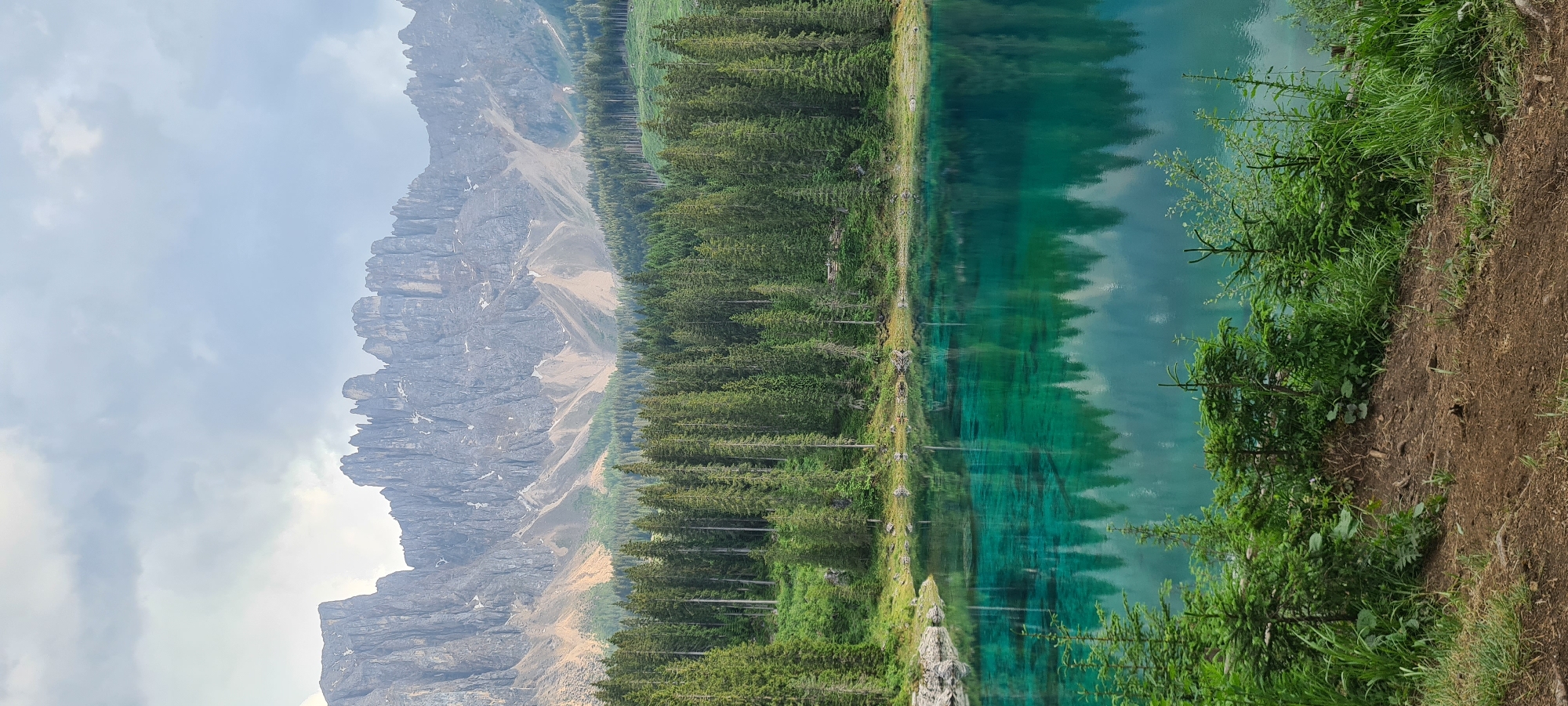 The image depicts a serene alpine lake with crystal-clear, turquoise water reflecting the surrounding environment. In the background, a jagged mountain range with sharp peaks dominates the skyline, its rocky faces textured and weathered. Below the mountains, a dense evergreen forest stretches across the landscape, with tall, slender pine trees forming a verdant wall. The lake's surface is smooth, creating a near-perfect mirror image of the trees and mountains above. The foreground is occupied by lush green grass and small evergreen saplings growing on a dirt path leading down to the water's edge. The sky above is overcast with soft, diffused light, suggesting a calm, possibly cool, day. This scene is characteristic of Lake Carezza (Karersee), located in the municipality of Welschnofen - Nova Levante, in the South Tyrol region of Italy, nestled in the heart of the Dolomites. There are no people or animals visible in the image.