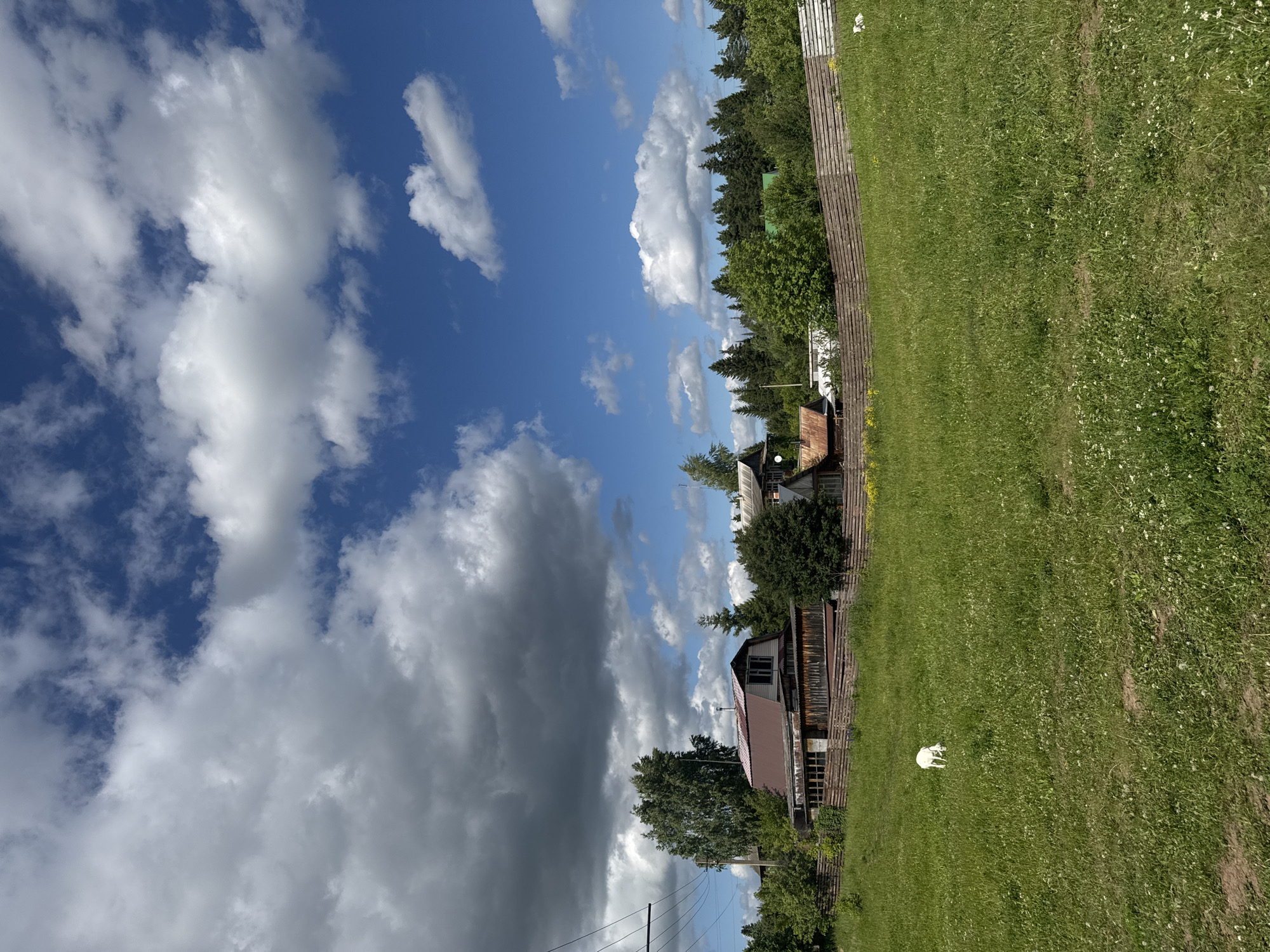 The image depicts a rural landscape in Pastukhovo, Russia, on a bright, partly cloudy day. In the foreground, a lush green meadow is dotted with small white wildflowers. A small, white goat is grazing in the meadow to the left of the frame.
In the middle ground, a rustic wooden fence encloses a cluster of buildings. The primary structure is a two-story house with a reddish-brown metal roof and wooden siding. Adjacent to it are other smaller wooden structures and outbuildings. Dense green trees form a backdrop behind the buildings, extending into the distance.
The sky is a vibrant blue, interspersed with dramatic, billowing white and grey clouds, suggesting dynamic weather conditions. The overall impression is one of a tranquil, rural setting with traditional Russian architecture.