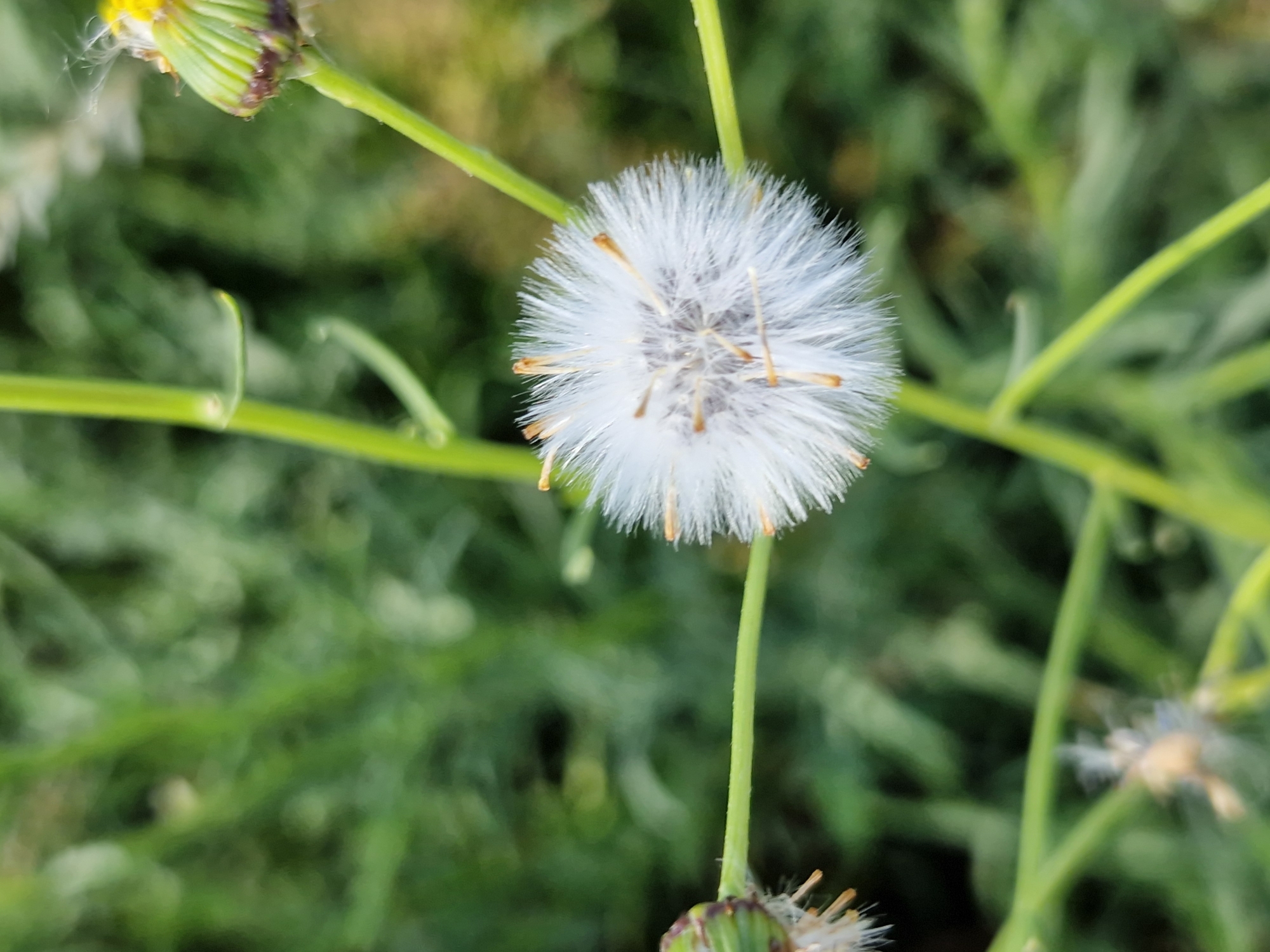 This is a close-up, eye-level shot of a fluffy, white seed head, likely from a dandelion or similar plant, set against a soft, blurred background of green foliage. The seed head is perfectly round and airy, with delicate white filaments radiating outwards. Tiny, brown-tipped structures are visible within the center of the seed head. The plant stem supporting the seed head is a vibrant green, and another similar seed head, less developed and still green, is visible in the top left corner, along with a hint of yellow from a previous flower. In the bottom left, a part of another unopened seed head is visible, also green with some wispy white seed strands. The overall impression is one of nature in soft focus, emphasizing the intricate detail of the plant's reproductive structure. The shallow depth of field blurs the background into a wash of greens, creating a serene and naturalistic scene. No text is visible. The image was taken in Sofia, Bulgaria. The lighting appears to be natural daylight, suggesting it might be daytime, perhaps morning or afternoon, given the bright yet soft illumination. The gentle focus and natural subject evoke a sense of tranquility and the simple beauty of the plant world.