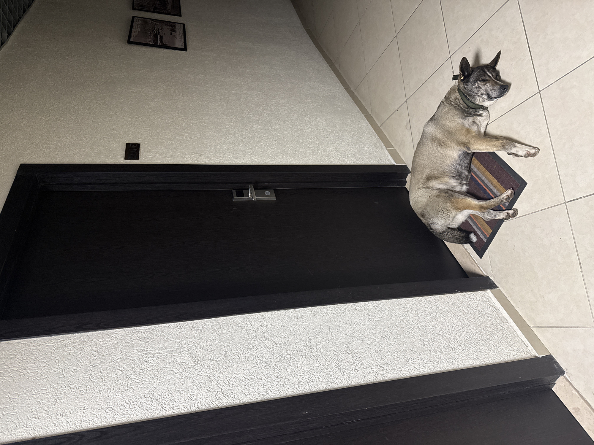 The image captures an indoor scene likely inside a residential building. A dog is lying on a small rug placed on tiled flooring adjacent to a wall. Adjacent to the floor and the wall, dark stairs are visible, with a dark door near the top step. Above the door, two framed photos hang on the wall. The presence of the tiled floor suggests the location could be an entryway or hallway. The location is not specified in the information.