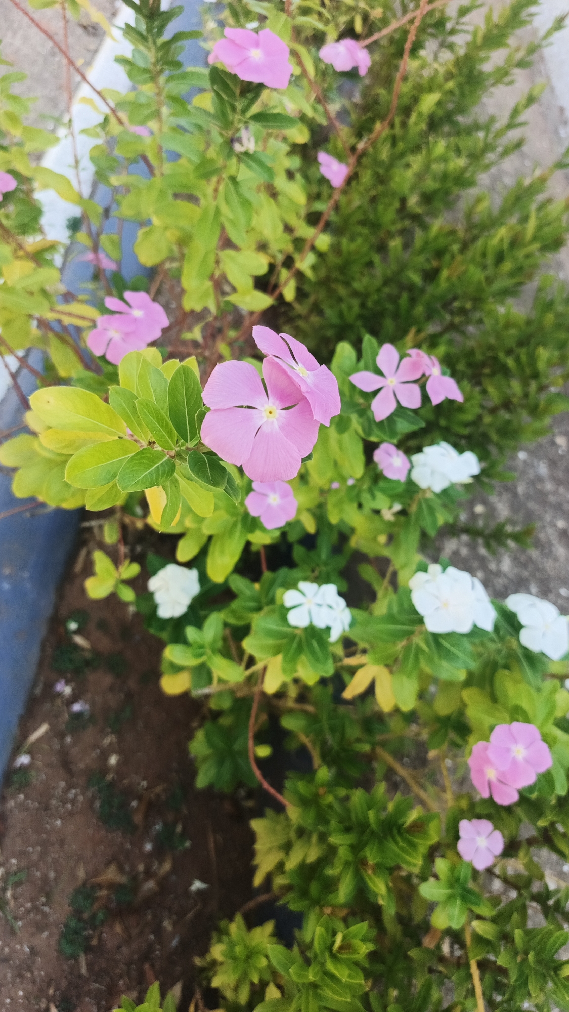 The image shows a close-up view of a flowerbed with blooming plants in Playa El Agua, Venezuela. The flowerbed appears to be located next to a paved surface, possibly a sidewalk. The plants are characterized by green leaves and a mix of pink and white five-petal flowers. The ground around the plants consists of soil or mulch. Adjacent to the flowerbed is a section of a coniferous shrub.