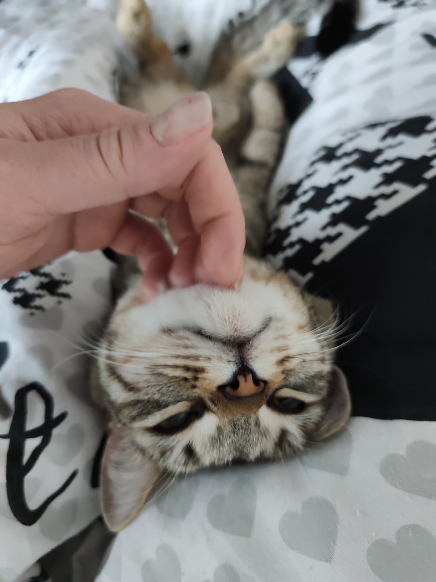 An upside-down domestic cat, possibly a tabby with light brown and grey striped fur, is being petted by a human hand. The cat's face is central to the image, featuring a pink nose and prominent whiskers. Its eyes are either closed or half-closed, conveying a sense of relaxation and contentment as it receives affection. The human hand is positioned around the cat's chin or neck area, gently scratching or stroking.
The scene takes place indoors, likely in a bedroom, as indicated by the various patterns of bedding visible. To the left, white fabric with a subtle grey heart pattern is visible, along with a partial cursive letter in black, which resembles an "e" or "t". To the right and behind the cat's head, there is a distinct black and white houndstooth pattern on fabric. The cat's body is mostly out of focus, with its hind legs vaguely visible in the background. The overall impression is one of a tender, affectionate interaction between a pet and its owner in a cozy setting. The exact time of day or weather is not discernible from the image. While the location is Chaikovsky, Russia, there are no specific visual cues within the image itself to confirm this.
