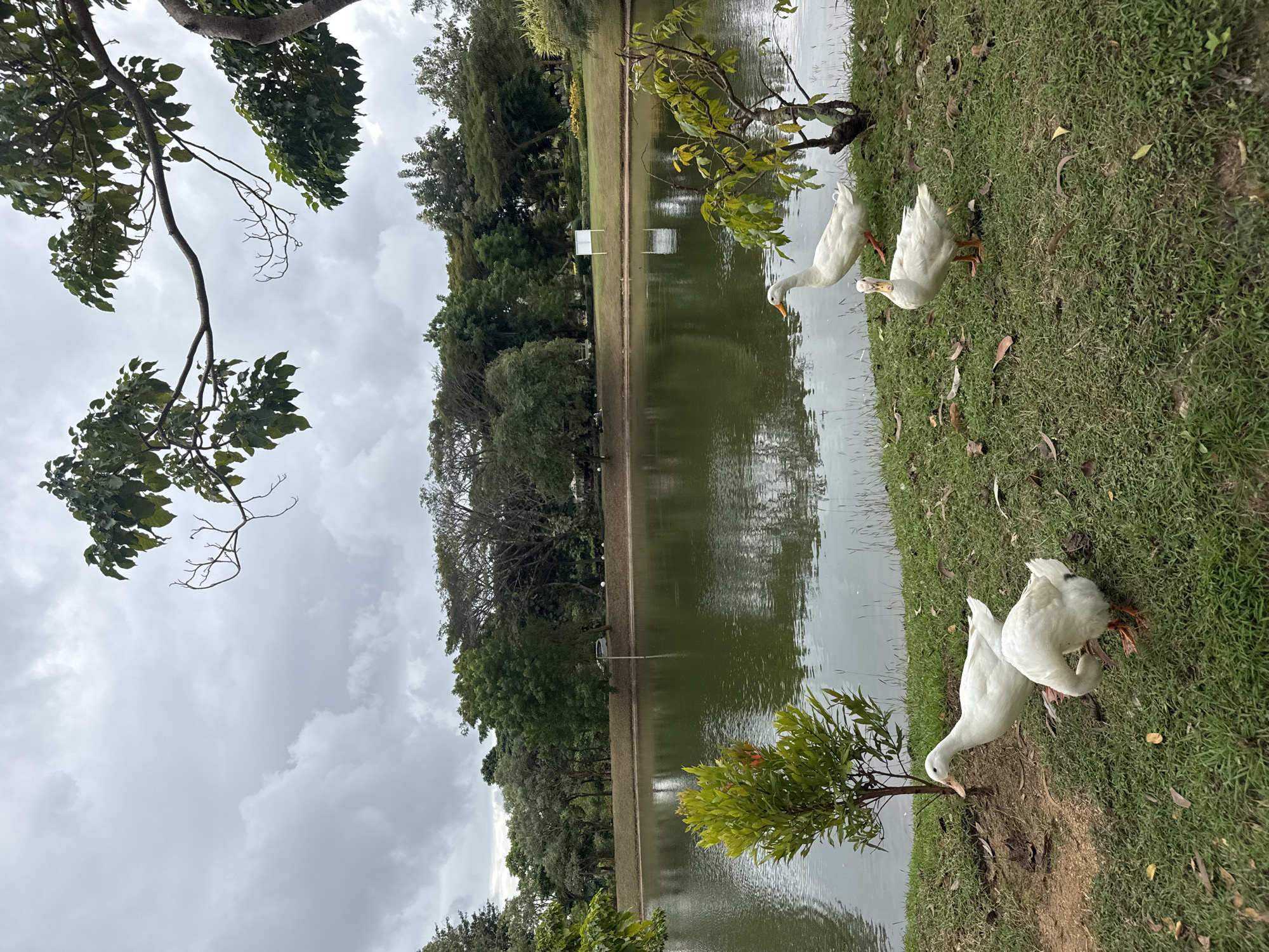 Four white ducks are on the grassy bank of a calm, green lake. The ducks are in various poses: one stands facing the camera with its beak slightly open, another bends its head down as if foraging, and two others are further away, one standing and one bending down. The lake is bordered by a low, earthen berm, and beyond that, a line of lush green trees forms the background, with a few taller trees in the distance. The sky above is overcast and a light gray. A small, leafy green tree is positioned to the left of the frame near the water's edge. The scene appears to be in a park-like setting. The presence of a car in the background suggests this could be a public space in Kuta Selatan, Indonesia, possibly a botanical garden or park with a body of water.