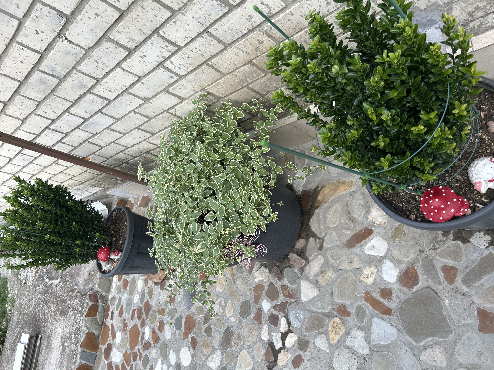 The image depicts an outdoor scene in Gelendzhik, Russia, featuring a paved courtyard with various potted plants and decorative elements. The courtyard is laid with irregularly shaped stones in shades of brown, gray, and white. To the right, a light-colored brick wall serves as a backdrop.
In the foreground, a dark pot contains a dense, dark green shrub, supported by a green wire cage. Adjacent to this pot, on the left side, are two decorative mushroom figurines, one red with white spots and the other smaller and partially obscured.
Behind the shrub, a larger dark pot holds a sprawling plant with variegated leaves, a mix of green and creamy white. This plant is adorned with a pink wire decorative flower.
Further back and to the left, another dark pot contains a tall, bushy dark green shrub, similar to the one in the foreground. This plant is also decorated with a red mushroom figurine.
A metal downspout runs vertically along the brick wall. The overall impression is a well-maintained outdoor space with a focus on greenery and garden ornamentation.