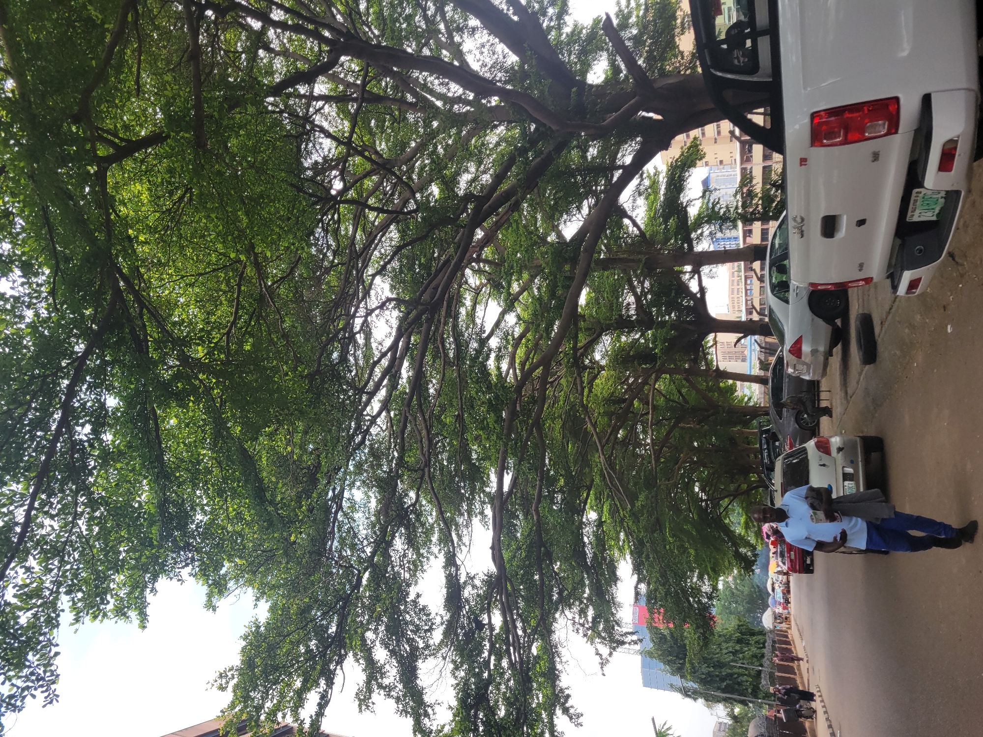 The image captures a vibrant street scene, looking upwards through a dense canopy of large trees that line a street. The trees dominate the upper portion of the frame and extend down the left side, featuring abundant green foliage and thick, gnarled branches that crisscross overhead. Some branches appear to hang downwards like aerial roots. Bright daylight filters through the leaves, indicating a clear, sunny daytime.
On the right side of the frame, a paved street is visible, with several vehicles parked or moving along it. A prominent white pickup truck with a utility bed is in the foreground, displaying a green Nigerian license plate. The license plate clearly reads "ABJ FCT AHEAD" on the top line and "234BFG" on the bottom line, confirming the location as Abuja, Nigeria. A small emblem, possibly "JAC," is visible on the truck's tailgate. Behind the pickup, another white car is parked, and more vehicles are seen further down the road.
A man wearing a light blue short-sleeved shirt and dark blue trousers stands on the sidewalk next to the parked vehicles, looking towards the camera. Other pedestrians are visible in the distance along the street. In the background, modern multi-story buildings can be seen peeking through the gaps in the trees and above the street level, with one featuring a red banner or sign that is partially obscured.