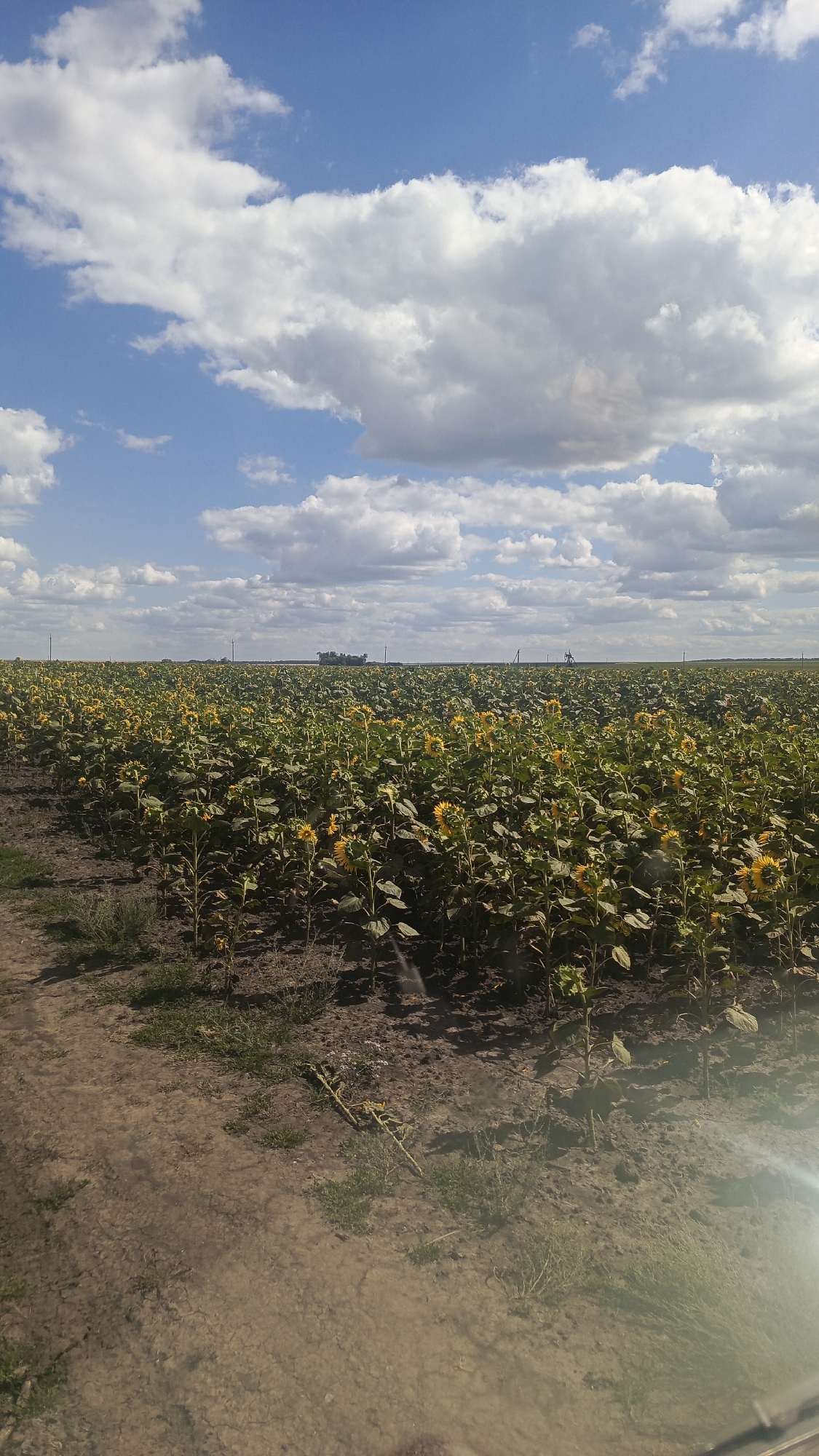 The image shows a vast field of sunflowers under a partly cloudy blue sky. The foreground consists of a dirt path with sparse dry grass and some green vegetation. The middle ground is dominated by the dense sunflower field, with many yellow-petaled flowers and green leaves. In the distance, the horizon is visible with a flat landscape, possibly indicating agricultural land. There are some faint structures visible on the horizon, which could be power lines or distant buildings. The sky is a bright blue with scattered white cumulus clouds. The lighting suggests it is daytime, possibly late morning or early afternoon, with the sun creating a slight glare in the bottom right corner of the image. There are no people or animals visible in the frame. The scene depicts a rural landscape, likely in the vicinity of Oktyabr'skii Gorodok, Russia, characterized by agricultural fields.