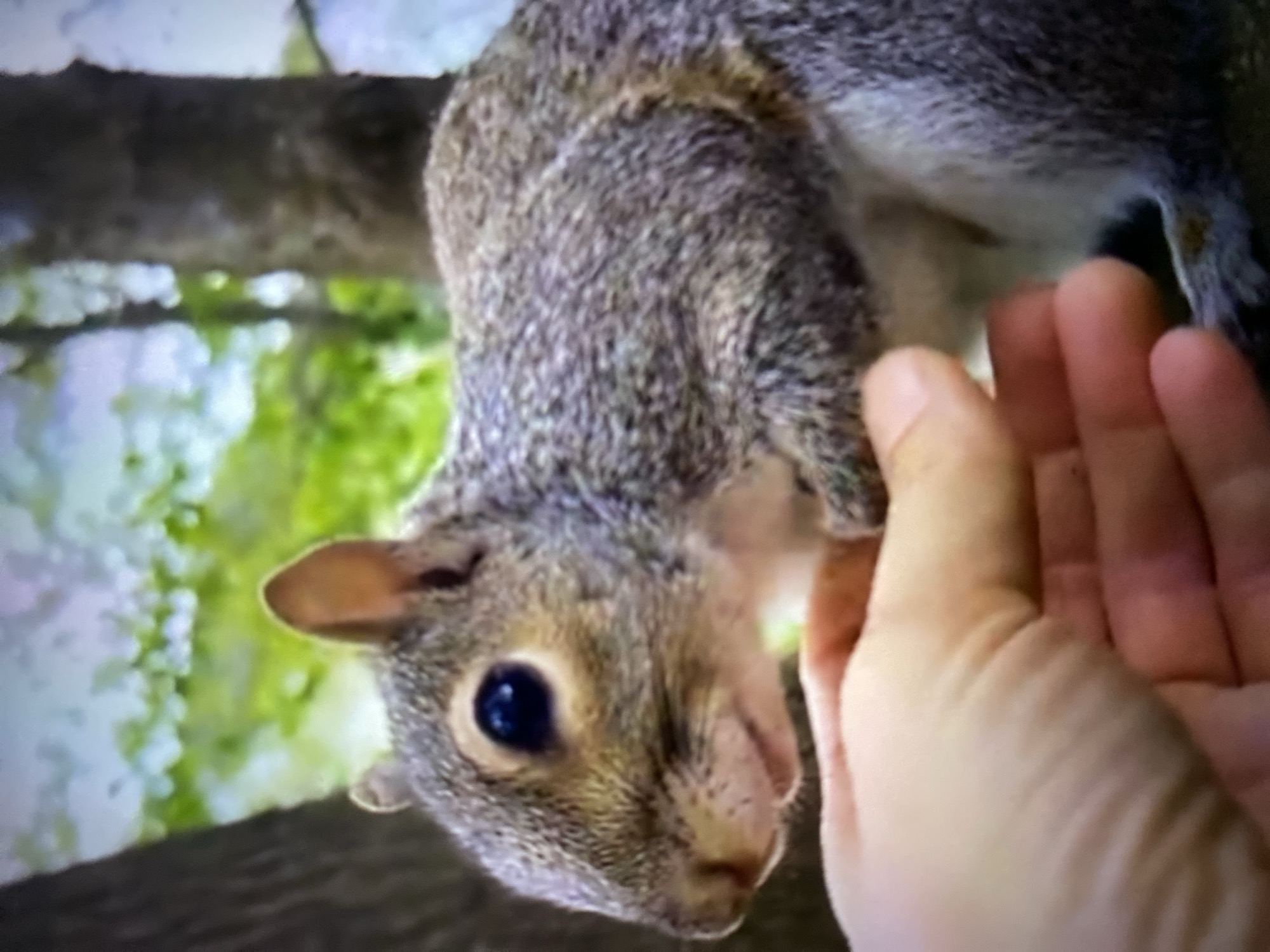 A gray squirrel is hanging upside down from a tree branch, its front paws near a human hand. The squirrel's head is angled towards the hand. The background is blurred, showing greenery and a tree branch. The setting appears to be outdoors. The location in Tinaquillo, Venezuela is not discernible from the image.