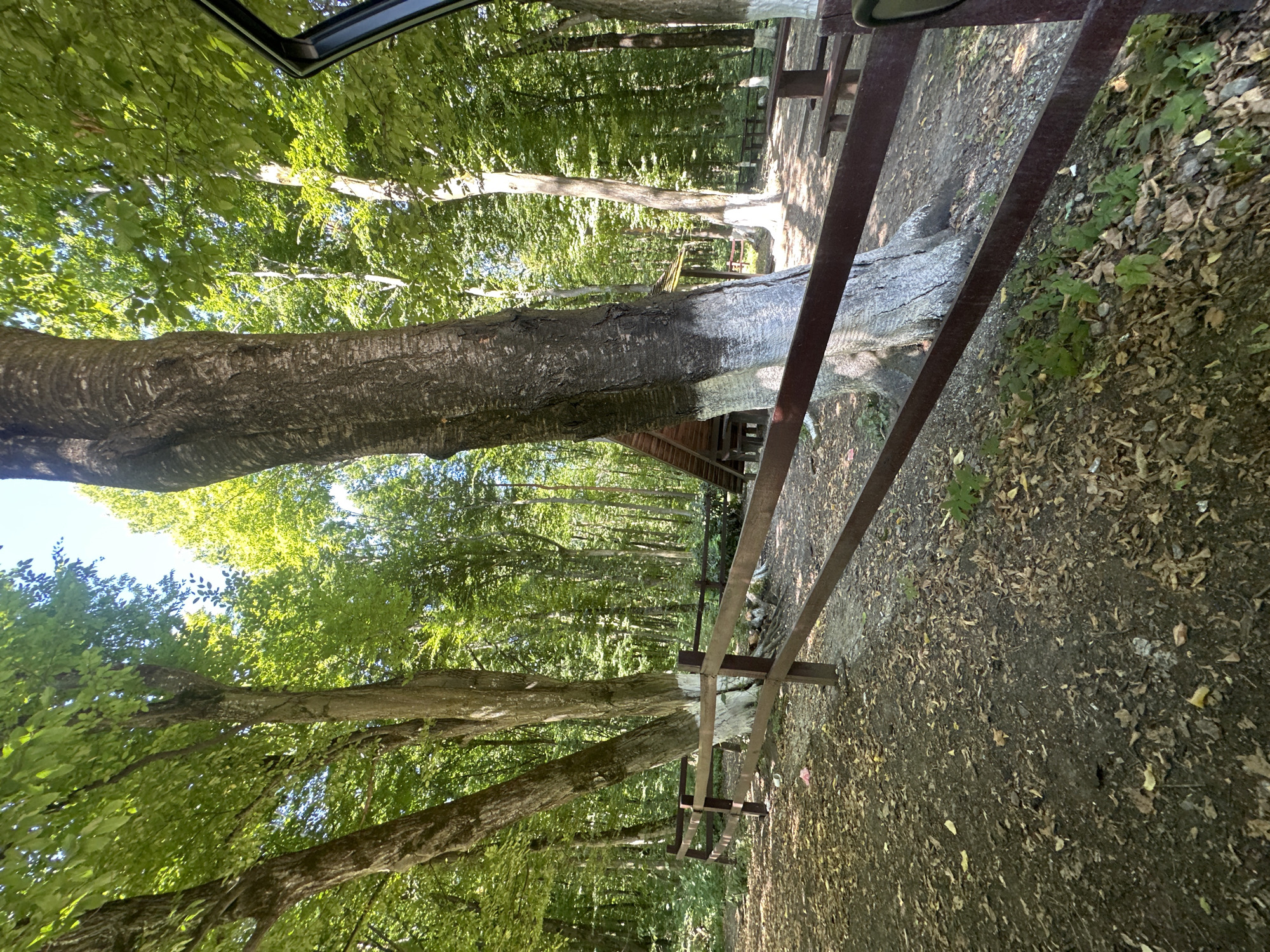 The image depicts a shaded, wooded area, likely a park or recreational site, with a focus on a cluster of large trees and a wooden fence in the foreground. The ground is covered with dirt and fallen leaves. In the background, a small, triangular wooden structure, possibly a pavilion or shelter, is visible, with picnic tables and benches situated nearby. The trees are tall and leafy, with the sun filtering through the canopy, creating dappled light and shadow. Some of the tree trunks have white paint applied to their lower sections. The scene suggests a quiet, natural setting, potentially a resting spot within a larger forest or park. The location is identified as Shatava, Ukraine.