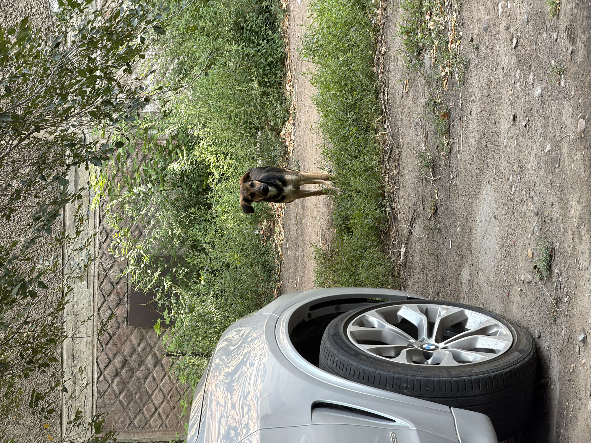 A medium-sized dog with brown and black fur stands on a dirt path in front of a building and lush greenery. The dog is facing the camera, its ears perked and its tail down. To the left of the dog, the front quarter panel and wheel of a silver car are visible. The building behind the dog appears to be made of stone and has a textured facade. Overhanging tree branches with green leaves obscure the top portion of the image. The scene suggests an outdoor setting, possibly in a residential area or alleyway.