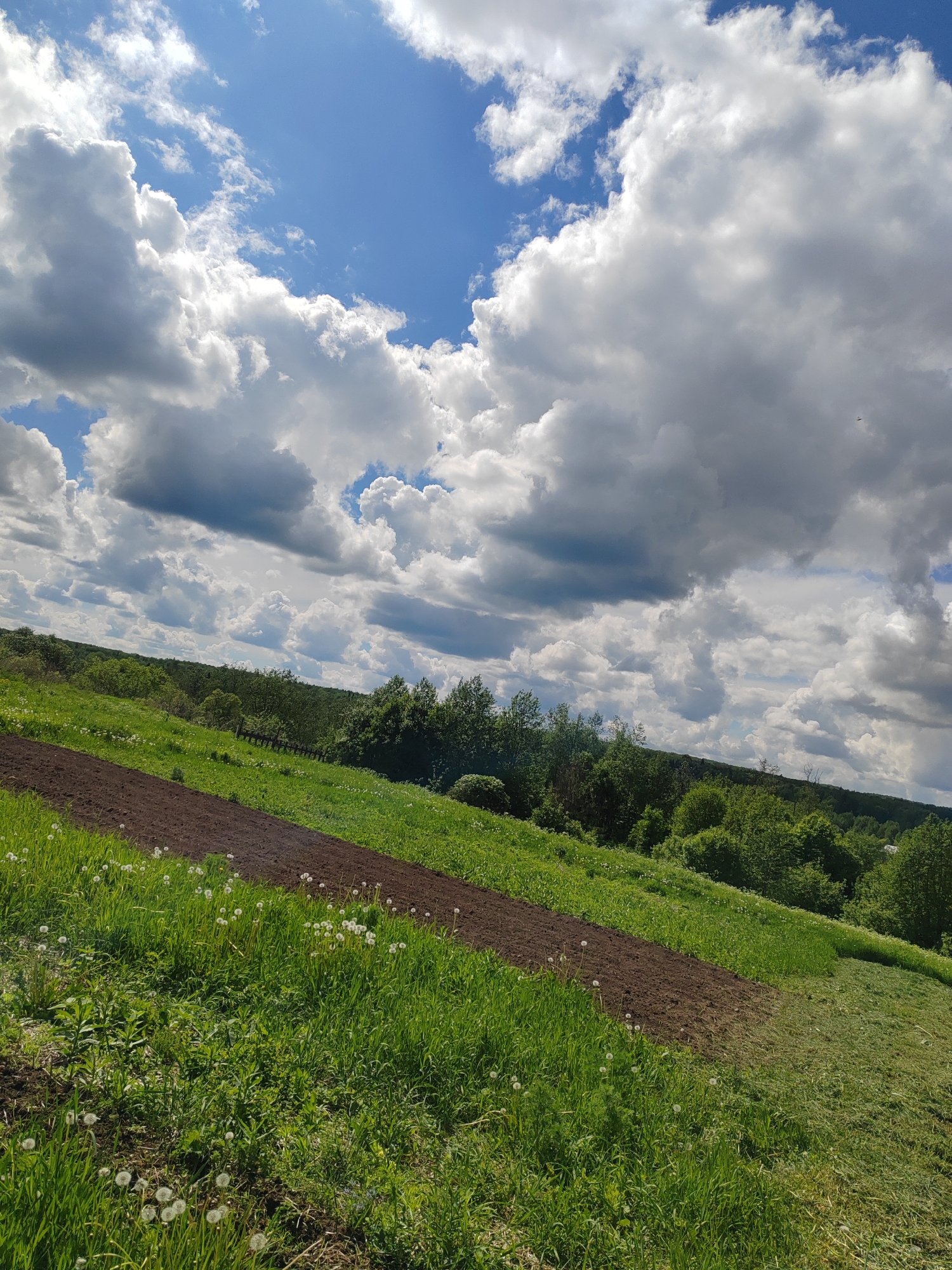 The image shows a rural landscape in Уральское, Russia. A field of green grass, interspersed with white dandelions, slopes downwards. A strip of tilled brown soil cuts diagonally across the field. In the background, there are trees and forest. The sky is partially covered with white cumulus clouds against a blue sky. The scene depicts a bright, sunny day.