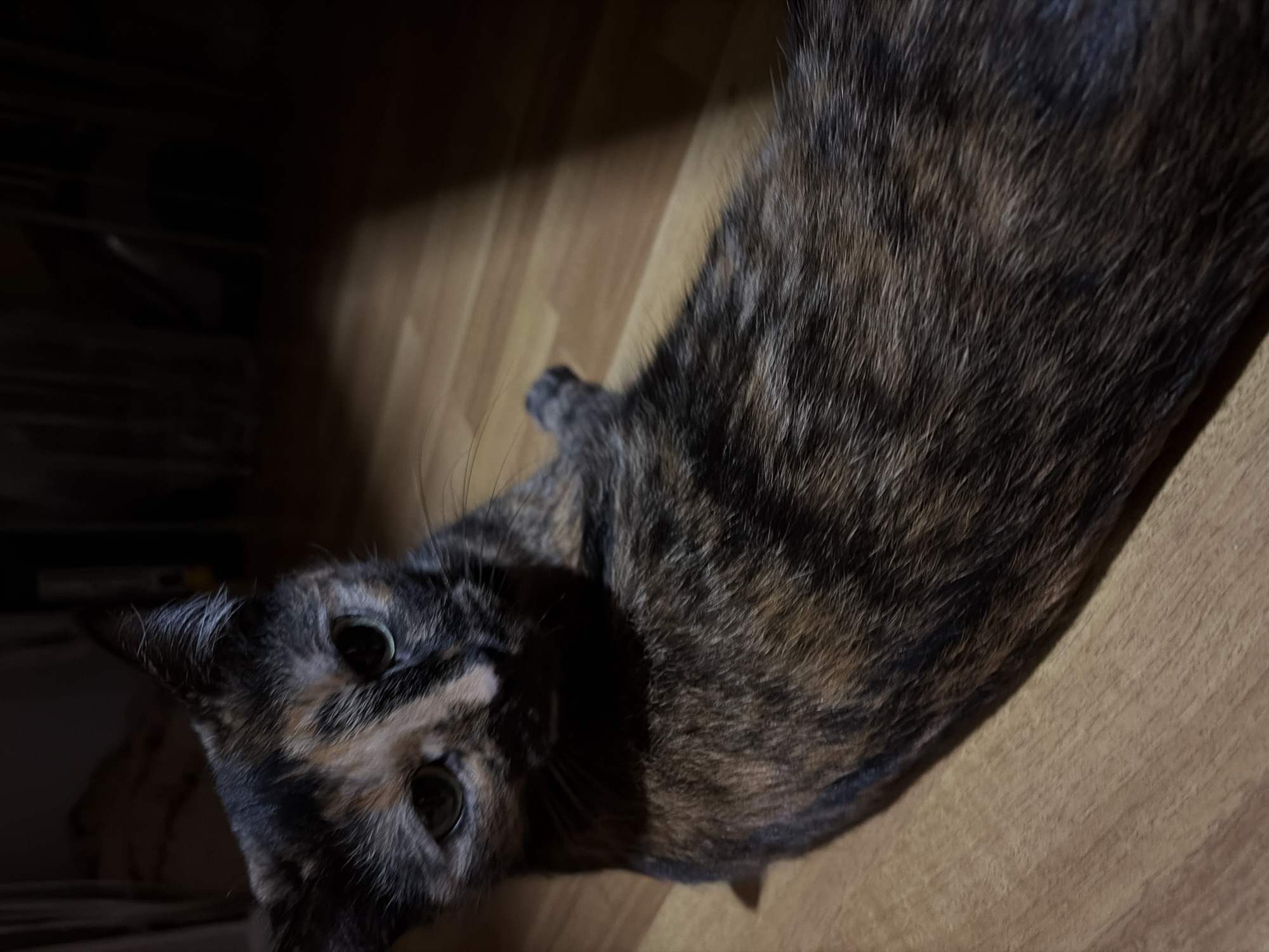 A tortoiseshell cat is lying on a wooden floor. The cat is facing the camera with its head tilted to the left. The cat's body extends to the right side of the frame. The background includes a dimly lit area with what appears to be furniture or other objects. There is no indication of the location of Chaikovsky, Russia.