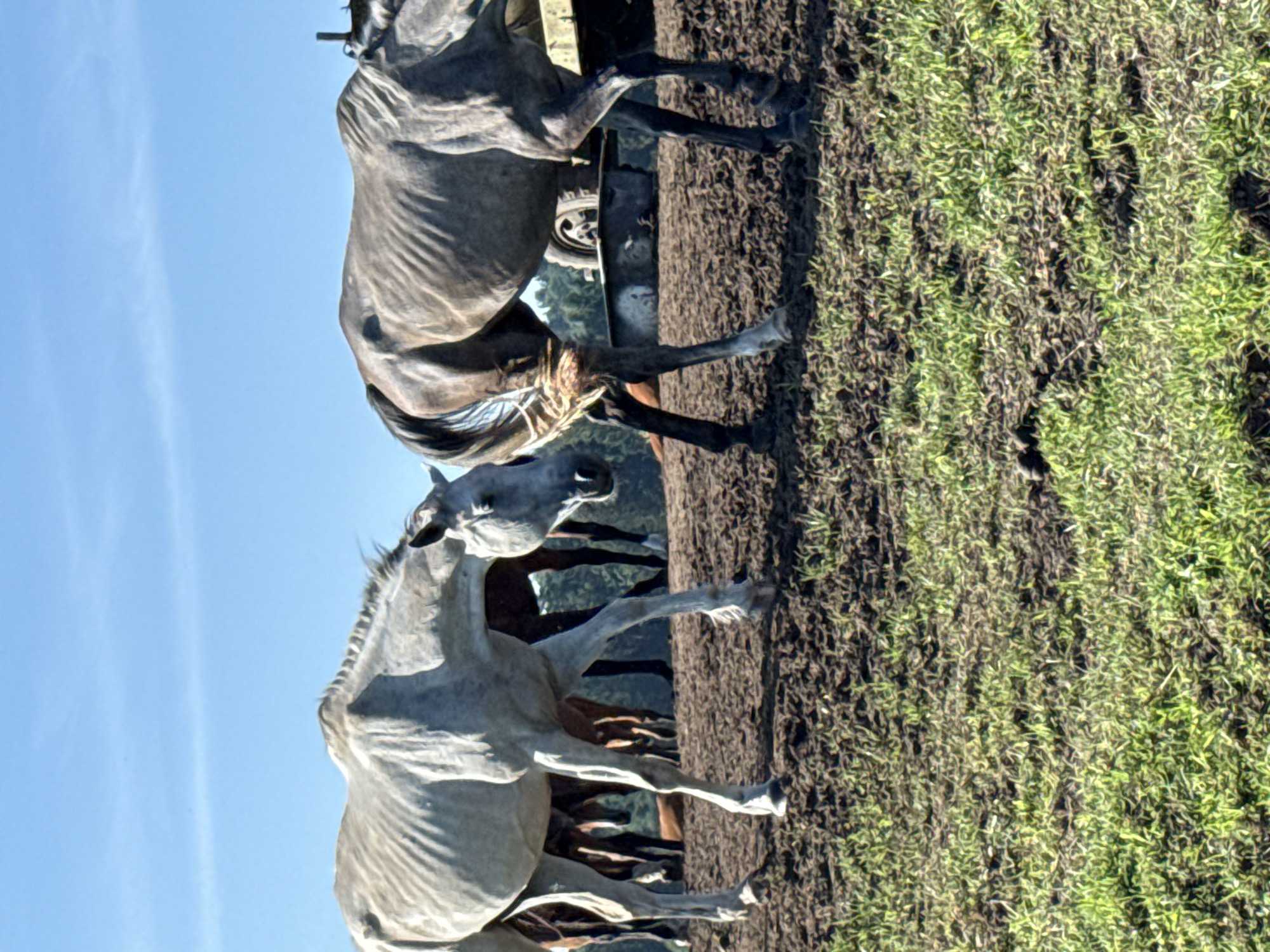 This is a photograph taken outdoors on a sunny day, with a clear blue sky. The foreground is a patch of green grass and brown soil. In the mid-ground, there are several horses. Two horses are prominently featured in the center of the image. The horse on the left is light gray or white and appears emaciated, with its ribs clearly visible. It is walking with its head down. The horse on the right is darker gray and also appears thin, with visible ribs. It is also walking. Behind these two horses, other horses can be seen, some of which are brown. In the background, there is a trailer with a wheel, and a treeline. The scene appears to be a rural setting. The image was captured in Galinė, Lithuania.
