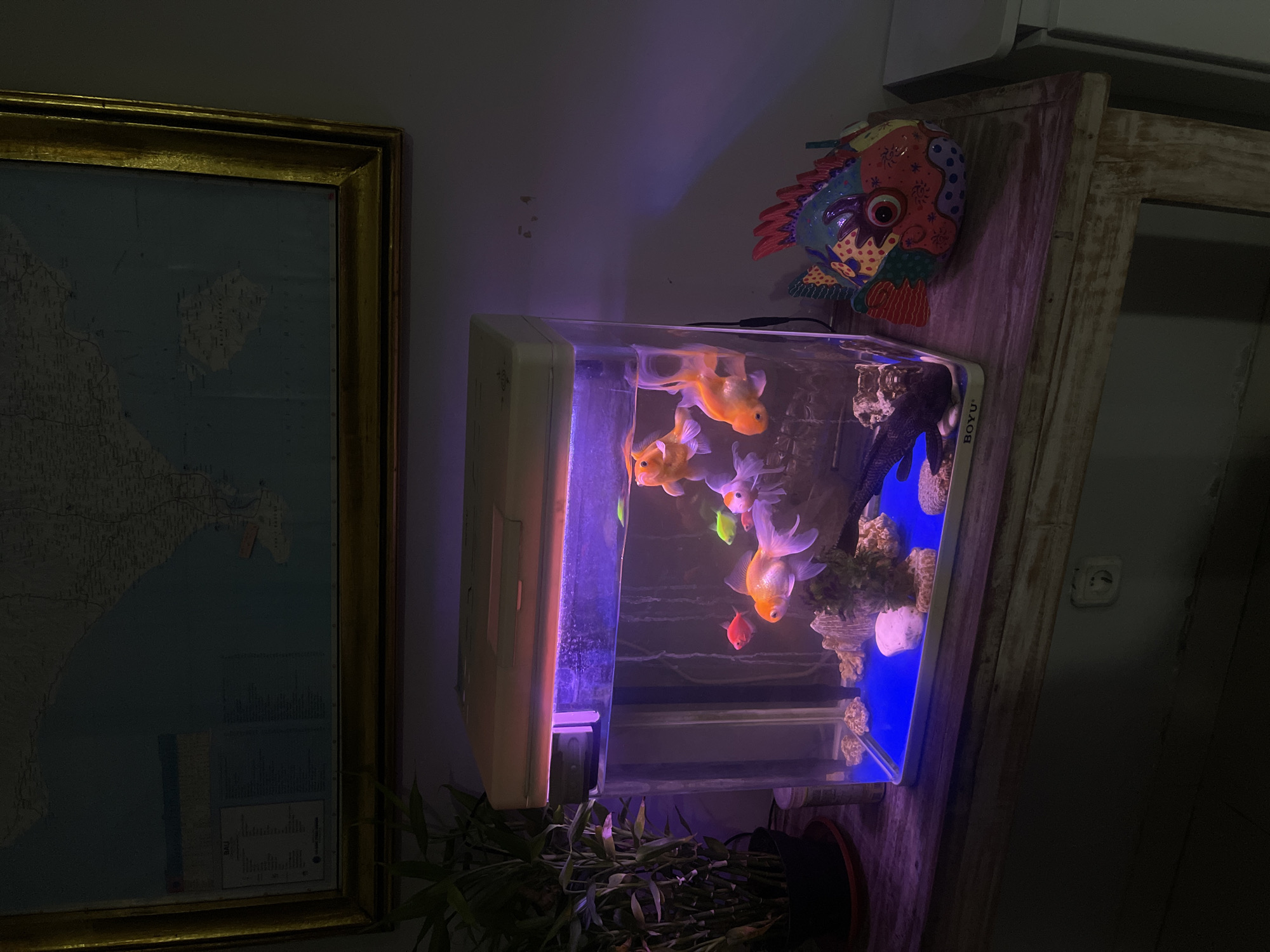This image captures an indoor scene featuring an aquarium filled with goldfish and an axolotl, placed on a rustic wooden table. A bamboo plant sits to the left of the aquarium. Above the aquarium, a framed map is hung on the wall, which appears to be a map of Bali, Indonesia, specifically showing the southern part of the island, likely Kuta Selatan. The lighting in the scene is dim, with a purple glow emanating from the aquarium's interior light. A colorful, decorative fish sculpture is positioned to the right of the aquarium. The overall atmosphere is dimly lit and somewhat subdued.