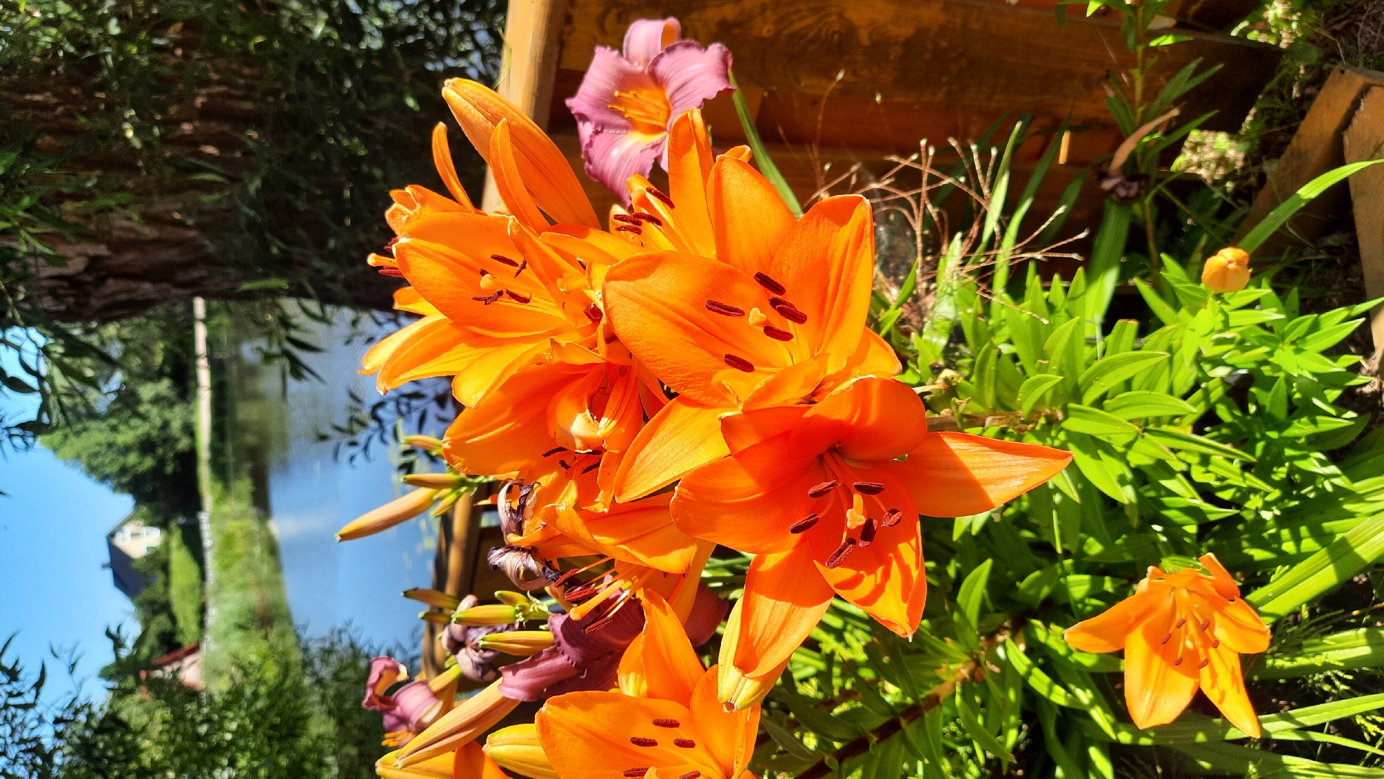 The image shows a close-up of bright orange lilies in the foreground, with a blurred background of a body of water and trees. A house is visible on a hill in the distance. The scene appears to be a garden or yard. The specific location in the city of Жодзішкаўскі сельскі Савет, Belarus, is suggested by the metadata.