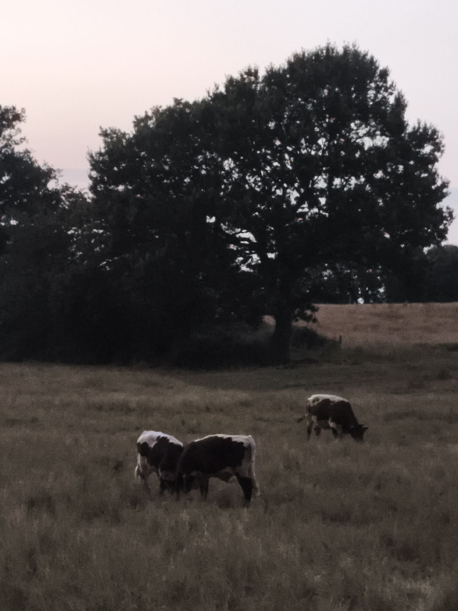 The image depicts a rural scene with three cows grazing in a field. In the background, a large, dark tree stands prominently against a pale, twilight sky. The field is covered in dry grass, suggesting a late summer or autumn setting. The cows are of a breed with dark and white markings. The overall impression is one of a serene evening in a pastoral environment, possibly on the outskirts of Eschweiler, Germany.