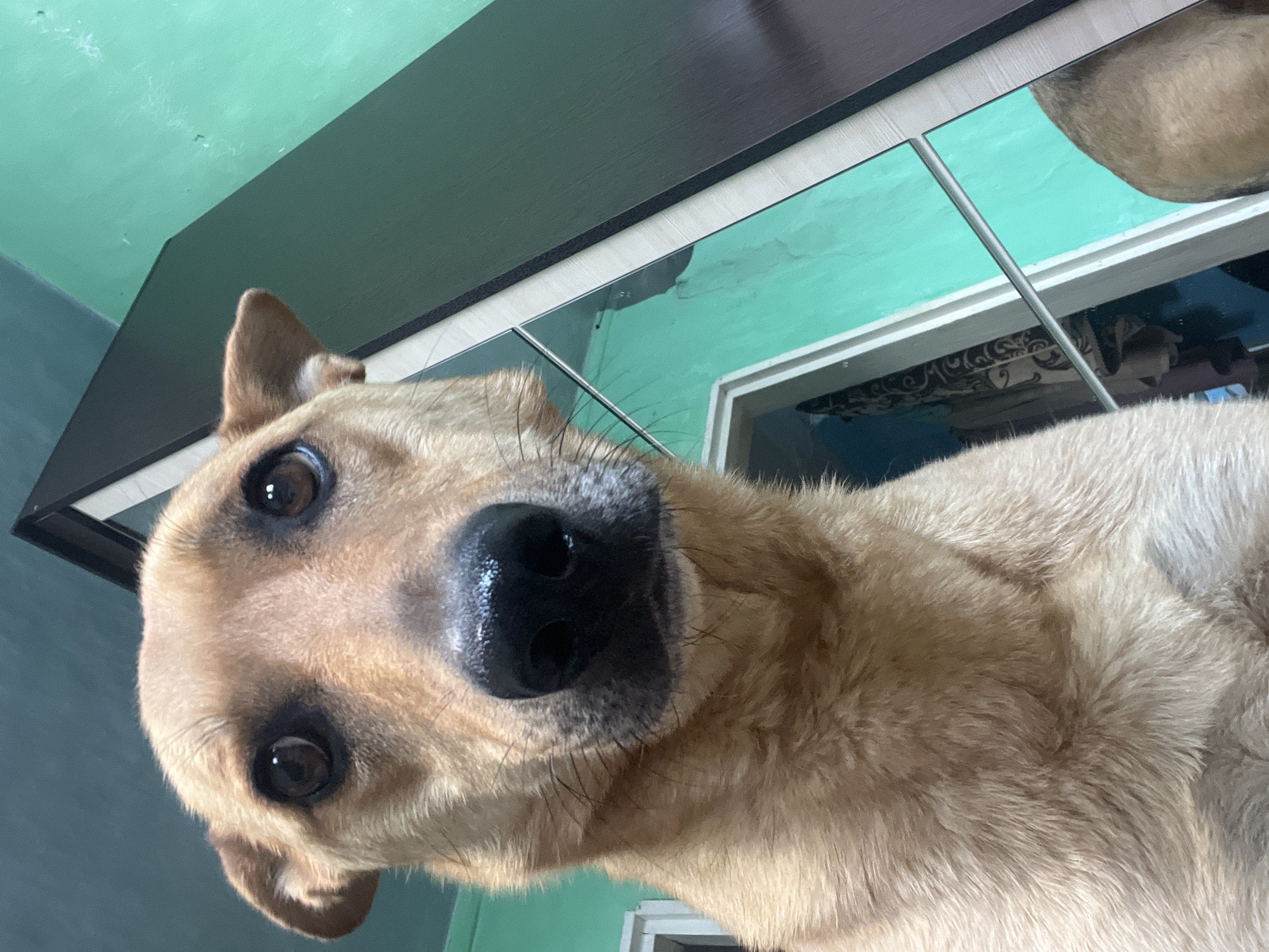 A close-up, low-angle shot shows the head of a light brown dog looking directly at the camera. The dog's nose is prominent and black, with a wet sheen. Its eyes are dark brown and appear to be slightly dilated. The background is a blurry interior scene with teal-colored walls and a dark-colored piece of furniture with reflective surfaces that show distorted images of the room. The overall lighting is dim. No specific location in Nizhny Tagil, Russia, can be identified from the image.