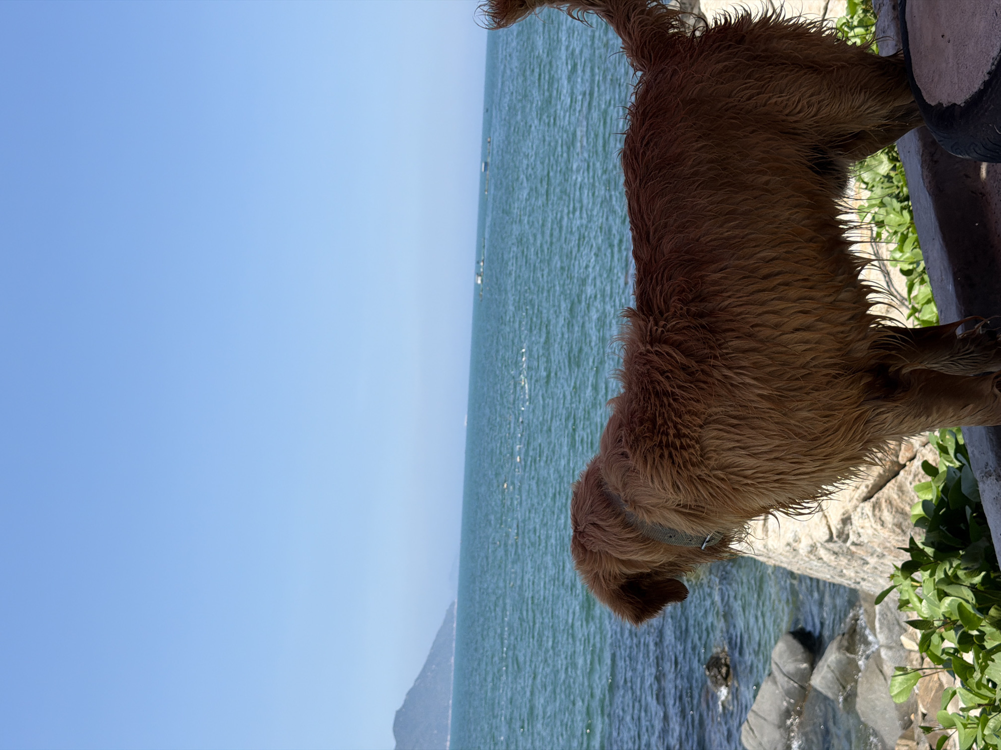 A reddish-brown, wet-furred dog, possibly a Golden Retriever mix, stands with its back to the viewer, gazing out at a tranquil, blue-green ocean. The dog wears a light-colored collar. The water exhibits a textured surface with slight ripples, and several indistinct, small white structures or boats are visible in the mid-distance. To the far left, a distinct mountainous landmass rises from the sea under a clear, bright blue sky. The foreground on the left features several light-toned rocks at the water's edge. A low concrete or stone barrier separates the dog's standing area from a cluster of green leafy plants growing alongside the water. The scene portrays a sunny coastal environment in Vĩnh Lương, Vietnam.