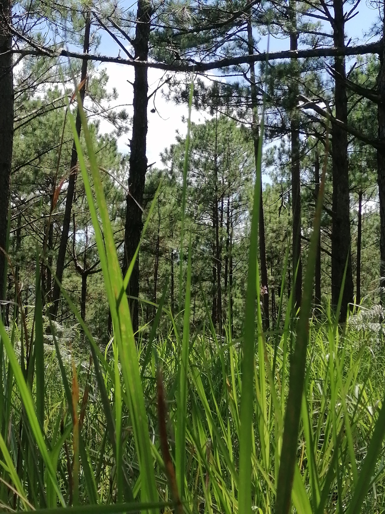 The image depicts a forest scene with tall pine trees and lush green grass in the foreground. The grass is the primary subject, with several blades sharply in focus in the foreground, obscuring the view of the forest behind. The trees have dark, rough bark and numerous branches covered in green pine needles. Sunlight filters through the canopy, creating dappled light on the forest floor. The sky is visible in the background, appearing blue with scattered white clouds. The setting is a natural, outdoor environment, likely a pine forest. The image is taken from a low angle, looking up through the grass and trees. The location is identified as a pine forest in Da Lat, Vietnam.